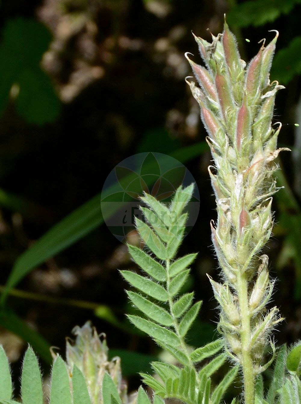 Foto von Oxytropis pilosa (Zottige Fahnenwicke - Hairy Milk Vetch). Das Foto wurde in Tübingen, Baden-Württemberg, Deutschland aufgenommen. ---- Photo of Oxytropis pilosa (Zottige Fahnenwicke - Hairy Milk Vetch). The picture was taken in Tuebingen, Baden-Wuerttemberg, Germany.(Oxytropis pilosa,Zottige Fahnenwicke,Hairy Milk Vetch,Astragalus pilosus,Oxytropis pilosa,Zottige Fahnenwicke,Steppen-Spitzkiel,Hairy Milk Vetch,Woolly Milk Vetch,Oxytropis,Fahnenwicke,Vetch,Fabaceae,Schmetterlingsblütler,Pea family)