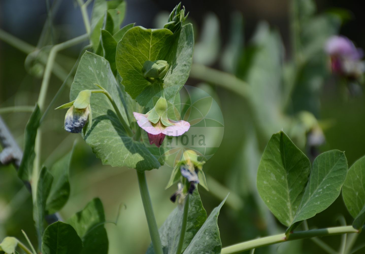 Foto von Pisum sativum (Gewöhnliche Erbse - Garden Pea). Das Foto wurde in Bonn, Nordrhein-Westfalen, Deutschland aufgenommen. ---- Photo of Pisum sativum (Gewöhnliche Erbse - Garden Pea). The picture was taken in Bonn, North Rhine-Westphalia, Germany.(Pisum sativum,Gewöhnliche Erbse,Garden Pea,Lathyrus oleraceus,Pisum sativum,Pisum vulgare,Gewoehnliche Erbse,Garden Pea,Pea,English Pea,Green Pea,Round-seeded Pea,Shelling Pea,Snap Pea,Snow Pea,Pisum,Erbse,Pea,Fabaceae,Schmetterlingsblütler,Pea family)