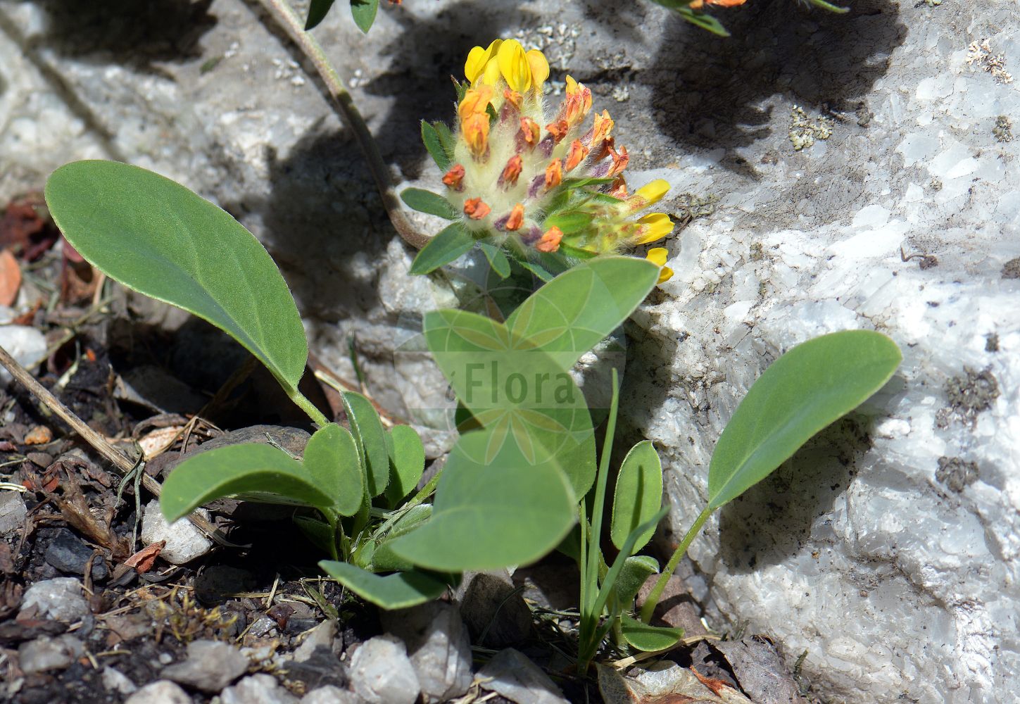 Foto von Anthyllis vulneraria (Echter Wundklee - Kidney Vetch). Das Foto wurde in Oslo, Norwegen aufgenommen. ---- Photo of Anthyllis vulneraria (Echter Wundklee - Kidney Vetch). The picture was taken in Oslo, Norway.(Anthyllis vulneraria,Echter Wundklee,Kidney Vetch,Anthyllis linnaei,Anthyllis vulneraria,Anthyllis vulneraria subsp. corbierei,Echter Wundklee,Alpen-Wundklee,Gewoehnlicher Wundklee,Karpaten-Wundklee,Steppen-Wundklee,Strand-Wundklee,Kidney Vetch,Common Kidney Vetch,Common Wound Clover,Lady's Fingers,Spring Vetch,Yellow Sand Clover,Anthyllis,Wundklee,Kidneyvetch,Fabaceae,Schmetterlingsblütler,Pea family)