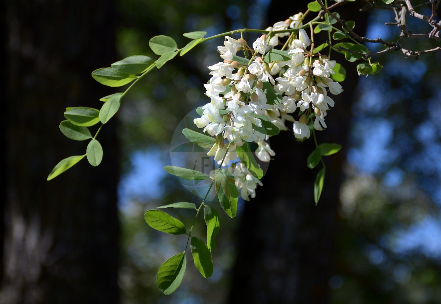 Foto von Robinia pseudoacacia (Gewöhnliche Robinie - False-acacia). Das Foto wurde in Uppsala, Schweden aufgenommen. ---- Photo of Robinia pseudoacacia (Gewöhnliche Robinie - False-acacia). The picture was taken in Uppsala, Sweden.(Robinia pseudoacacia,Gewöhnliche Robinie,False-acacia,Robinia pringlei,Robinia pseudoacacia,Robinia pseudoacacia var. rectissima,Gewoehnliche Robinie,Gewoehnliche Scheinakazie,Robinie,False-acacia,Black Locust,Locust,Locust Tree,Robinia,Robinie,Locust,Fabaceae,Schmetterlingsblütler,Pea family)