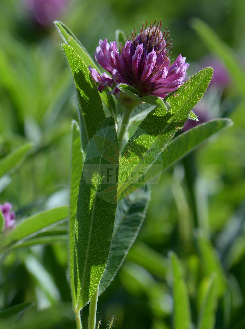 Foto von Trifolium alpinum (Westalpen-Klee - Alpine Clover). Das Foto wurde in Lund, Schweden aufgenommen. ---- Photo of Trifolium alpinum (Westalpen-Klee - Alpine Clover). The picture was taken in Lund, Sweden.(Trifolium alpinum,Westalpen-Klee,Alpine Clover,Lupinaster alpinus,Trifolium alpinum,Westalpen-Klee,Alpine Clover,Trifolium,Klee,Clover,Fabaceae,Schmetterlingsblütler,Pea family)