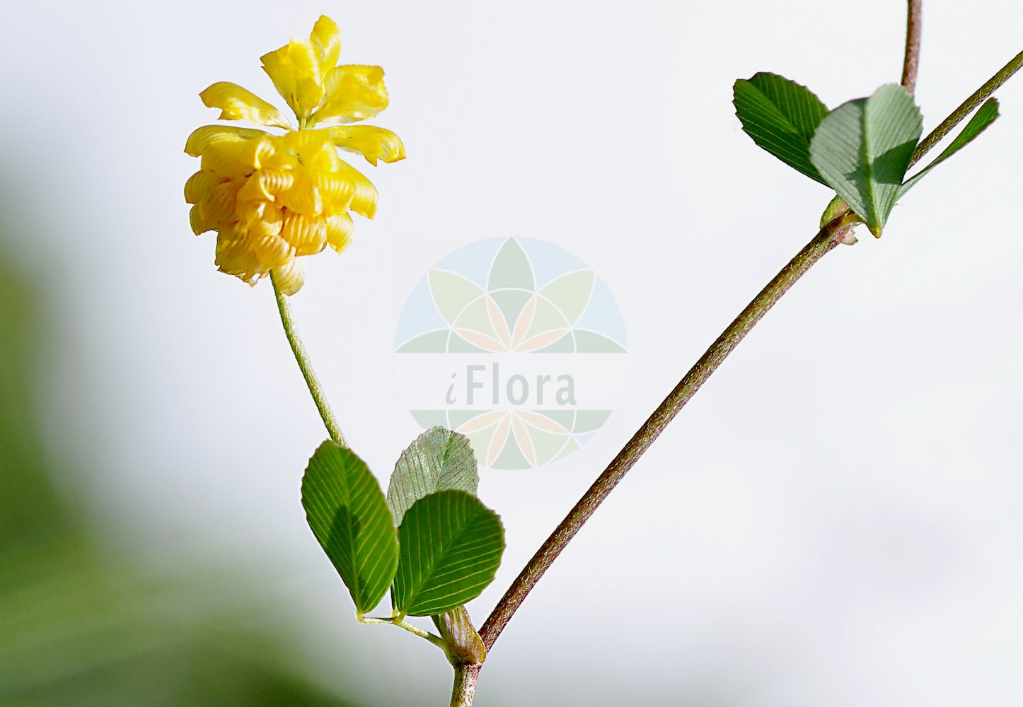 Foto von Trifolium campestre (Feld-Klee - Hop Trefoil). Das Foto wurde in Meran, Südtirol, Italien aufgenommen. ---- Photo of Trifolium campestre (Feld-Klee - Hop Trefoil). The picture was taken in Meran, South-Tyrol, Italy.(Trifolium campestre,Feld-Klee,Hop Trefoil,Chrysaspis campestris,Trifolium agrarium,Trifolium campestre,Trifolium erythranthum,Trifolium karatavicum,Trifolium lagrangei,Trifolium procumbens,Trifolium pseudoprocumbens,Trifolium pumilum,Trifolium thionanthum,Feld-Klee,Gelber Acker-Klee,Hop Trefoil,Field Clover,Large Hop Clover,Trifolium,Klee,Clover,Fabaceae,Schmetterlingsblütler,Pea family)