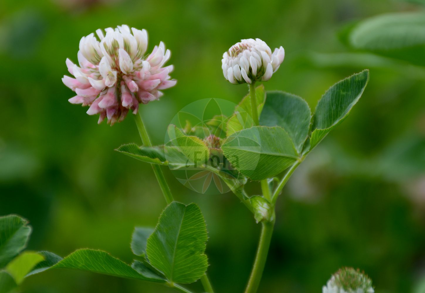 Foto von Trifolium hybridum (Schweden-Klee - Alsike Clover). Das Foto wurde in Berlin, Deutschland aufgenommen. ---- Photo of Trifolium hybridum (Schweden-Klee - Alsike Clover). The picture was taken in Berlin, Germany.(Trifolium hybridum,Schweden-Klee,Alsike Clover,Amoria hybrida,Trifolium hybridum,Schweden-Klee,Gewoehnlicher Schweden-Klee,Niederliegender Schweden-Klee,Schoener Schweden-Klee,Alsike Clover,Hybrid Clover,Swedish Clover,Trifolium,Klee,Clover,Fabaceae,Schmetterlingsblütler,Pea family)