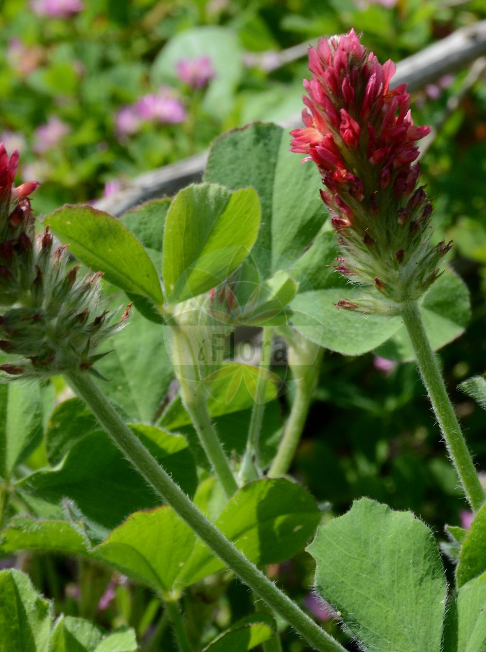 Foto von Trifolium incarnatum (Inkarnat-Klee - Long-headed Clover). Das Foto wurde in Dresden, Sachsen, Deutschland aufgenommen. ---- Photo of Trifolium incarnatum (Inkarnat-Klee - Long-headed Clover). The picture was taken in Dresden, Sachsen, Germany.(Trifolium incarnatum,Inkarnat-Klee,Long-headed Clover,Trifolium incarnatum,Inkarnat-Klee,Long-headed Clover,Carnation Clover,Crimson Clover,Italian Clover,Trifolium,Klee,Clover,Fabaceae,Schmetterlingsblütler,Pea family)