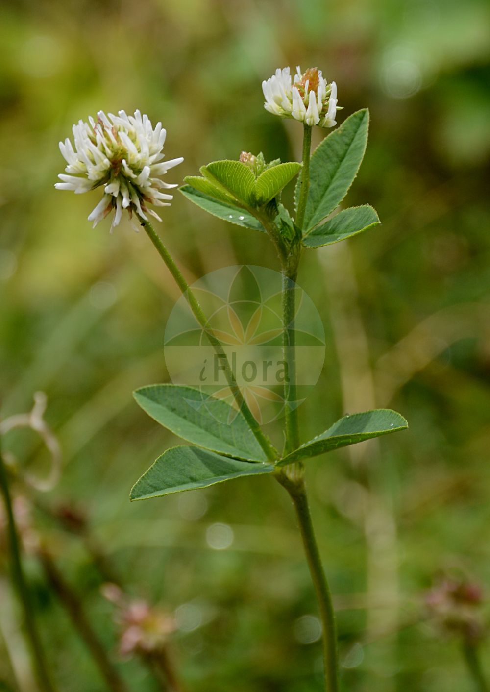 Foto von Trifolium montanum (Berg-Klee - Mountain Clover). Das Foto wurde in Bern, Schweiz aufgenommen. ---- Photo of Trifolium montanum (Berg-Klee - Mountain Clover). The picture was taken in Bern, Switzerland.(Trifolium montanum,Berg-Klee,Mountain Clover,Amoria montana,Trifolium celtibericum,Trifolium montanum,Berg-Klee,Mountain Clover,Trifolium,Klee,Clover,Fabaceae,Schmetterlingsblütler,Pea family)