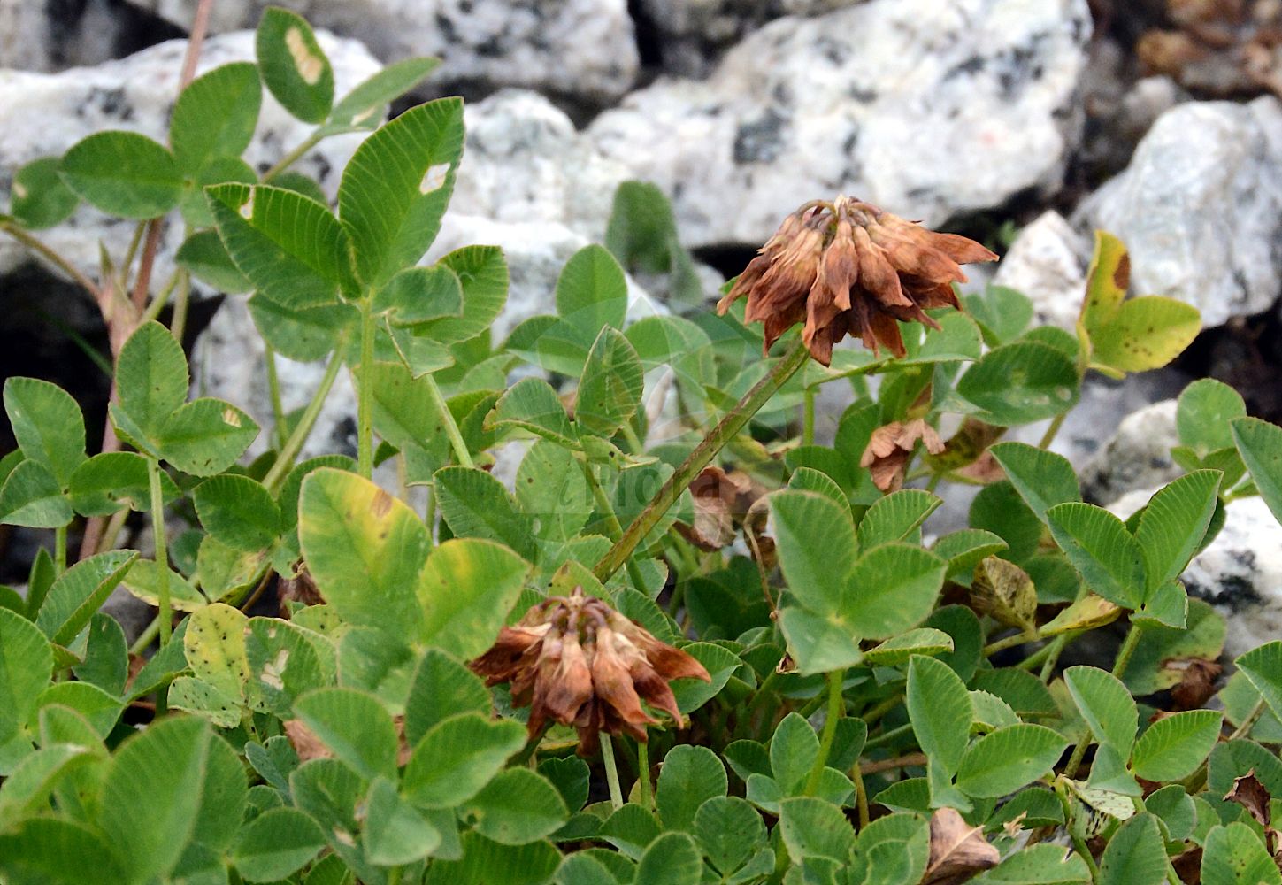 Foto von Trifolium pallescens (Geröll-Klee). Das Foto wurde in Schynige Platte, Interlaken, Bern, Schweiz aufgenommen. ---- Photo of Trifolium pallescens (Geröll-Klee). The picture was taken in Schynige Platte, Interlaken, Bern, Switzerland.(Trifolium pallescens,Geröll-Klee,Amoria pallescens,Trifolium arvernense,Trifolium glareosum,Trifolium pallescens,Geroell-Klee,Trifolium,Klee,Clover,Fabaceae,Schmetterlingsblütler,Pea family)