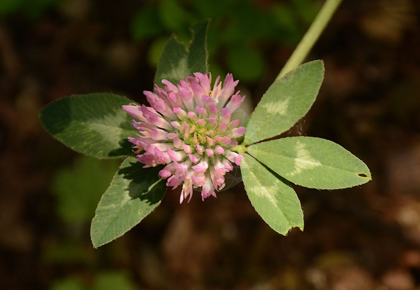 Foto von Trifolium pratense (Rot-Klee - Red Clover). Das Foto wurde in Dijon, Burgund, Frankreich aufgenommen. ---- Photo of Trifolium pratense (Rot-Klee - Red Clover). The picture was taken in Dijon, Burgundy, France.(Trifolium pratense,Rot-Klee,Red Clover,Trifolium borysthenicum,Trifolium bracteatum,Trifolium lenkoranicum,Trifolium pratense,Trifolium ukrainicum,Rot-Klee,Alpen-Rot-Klee,Strand-Rot-Klee,Red Clover,Purple Clover,Trifolium,Klee,Clover,Fabaceae,Schmetterlingsblütler,Pea family)