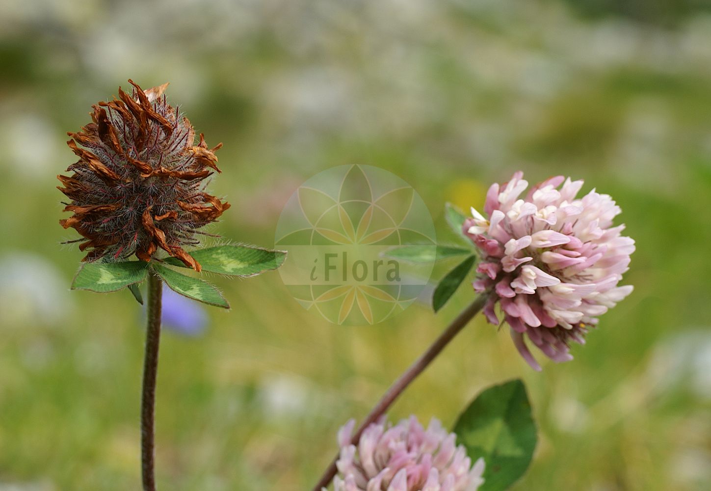 Foto von Trifolium pratense (Rot-Klee - Red Clover). Das Foto wurde in Ödenwinkelkees, Uttendorf, Salzburg, Österreich, Alpen aufgenommen. ---- Photo of Trifolium pratense (Rot-Klee - Red Clover). The picture was taken in Ödenwinkelkees, Uttendorf, Salzburg, Austria, Alps.(Trifolium pratense,Rot-Klee,Red Clover,Trifolium borysthenicum,Trifolium bracteatum,Trifolium lenkoranicum,Trifolium pratense,Trifolium ukrainicum,Rot-Klee,Alpen-Rot-Klee,Strand-Rot-Klee,Red Clover,Purple Clover,Trifolium,Klee,Clover,Fabaceae,Schmetterlingsblütler,Pea family)