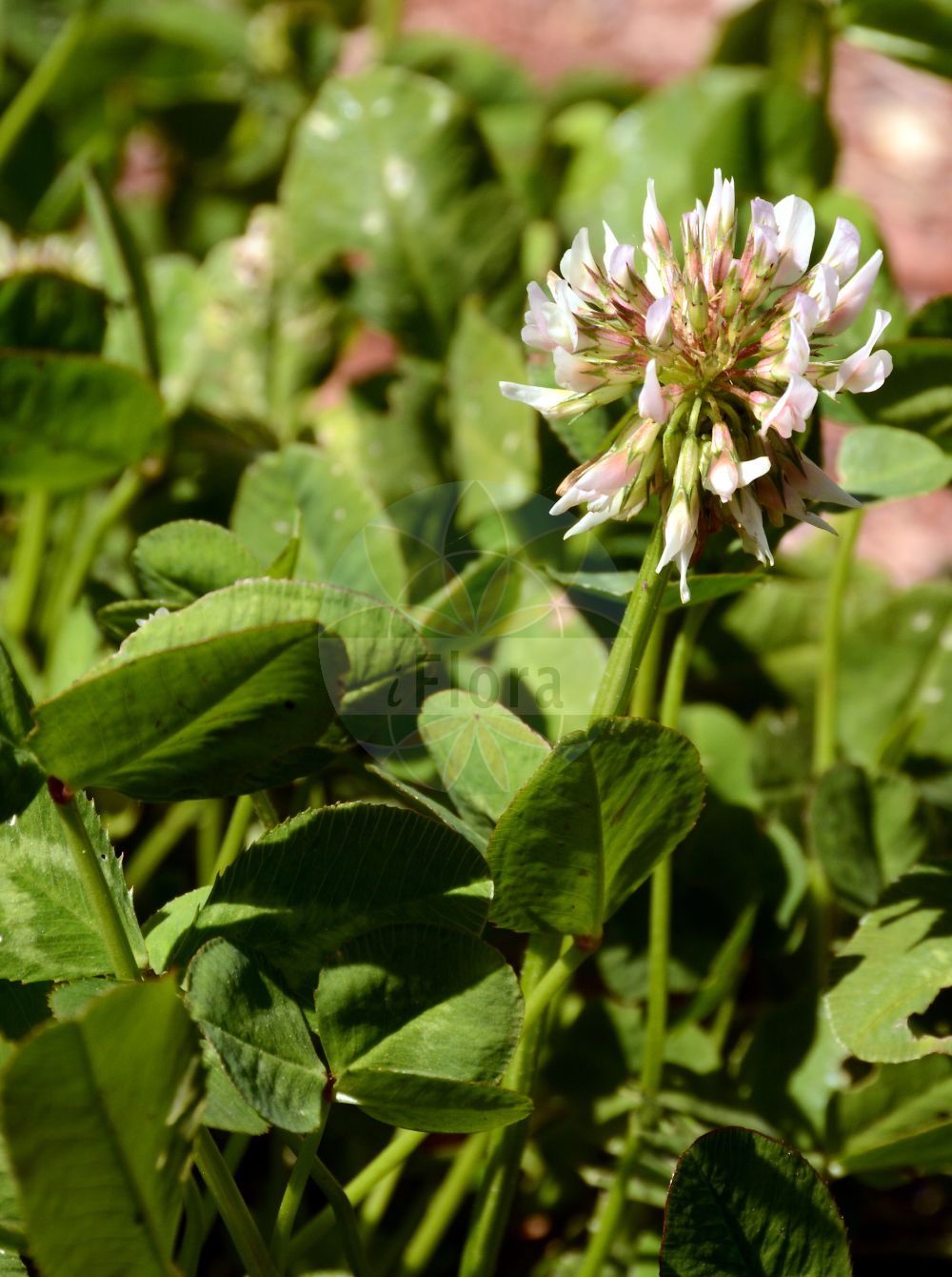 Foto von Trifolium repens (Weiß-Klee - Western Clover). Das Foto wurde in Dijon, Burgund, Frankreich aufgenommen. ---- Photo of Trifolium repens (Weiß-Klee - Western Clover). The picture was taken in Dijon, Burgundy, France.(Trifolium repens,Weiß-Klee,Western Clover,Trifolium repens,Weiss-Klee,Western Clover,White Clover,Dutch Clover,Shamrock,Trifolium,Klee,Clover,Fabaceae,Schmetterlingsblütler,Pea family)