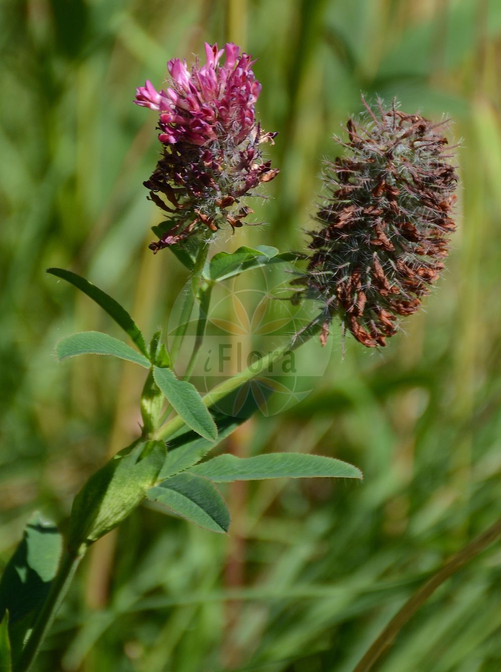 Foto von Trifolium rubens (Purpur-Klee - Red Trefoil). Das Foto wurde in Osnabrück, Niedersachsen, Deutschland aufgenommen. ---- Photo of Trifolium rubens (Purpur-Klee - Red Trefoil). The picture was taken in Osnabrueck, Lower Saxony, Germany.(Trifolium rubens,Purpur-Klee,Red Trefoil,Trifolium rubens,Purpur-Klee,Fuchsschwanz-Klee,Red Trefoil,Trifolium,Klee,Clover,Fabaceae,Schmetterlingsblütler,Pea family)