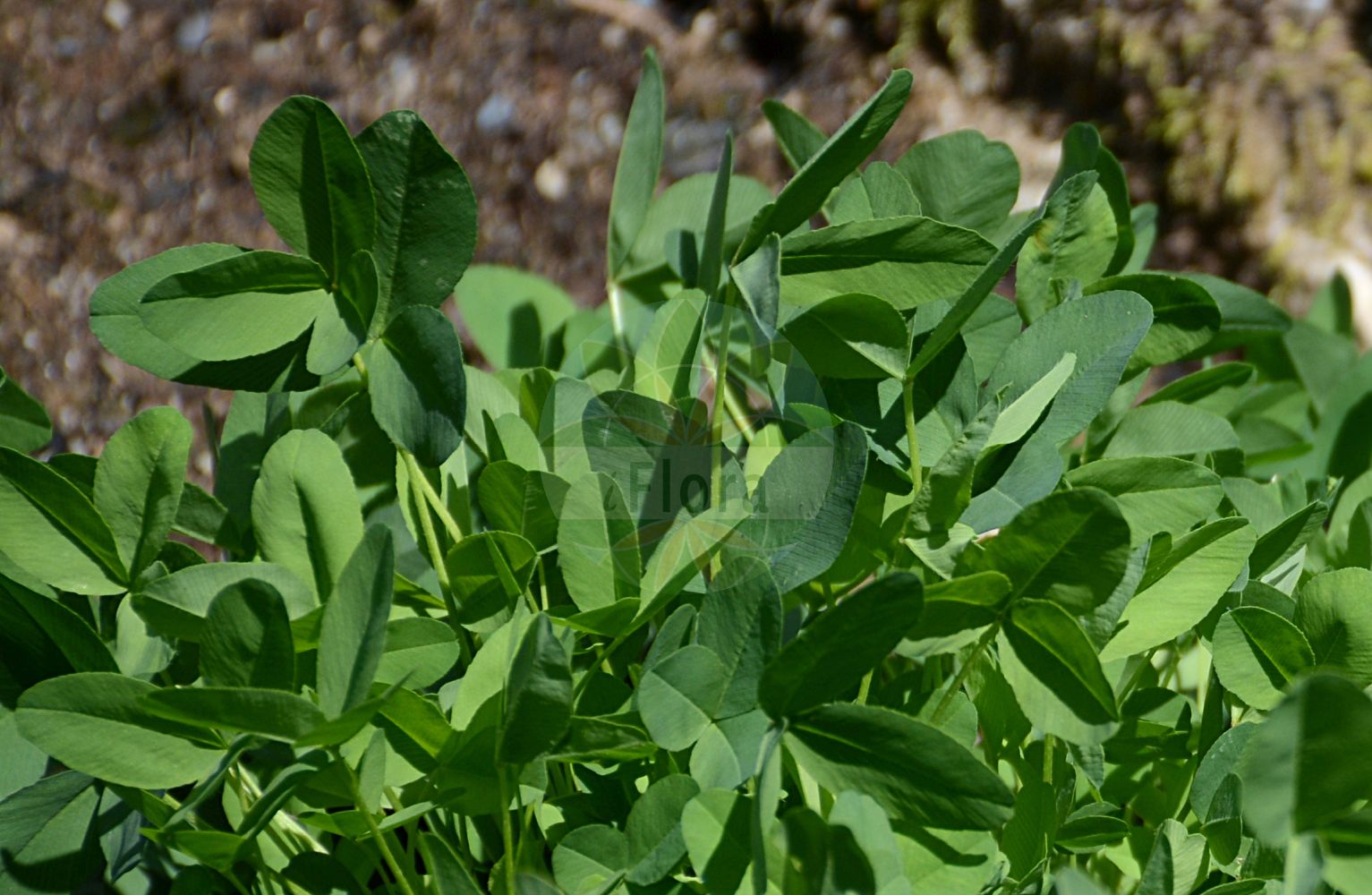 Foto von Trifolium spadiceum (Brauner Klee - Brown Moor Clover). Das Foto wurde in Tübingen, Baden-Württemberg, Deutschland aufgenommen. ---- Photo of Trifolium spadiceum (Brauner Klee - Brown Moor Clover). The picture was taken in Tuebingen, Baden-Wuerttemberg, Germany.(Trifolium spadiceum,Brauner Klee,Brown Moor Clover,Amarenus spadiceus,Chrysaspis spadicea,Trifolium spadiceum,Brauner Klee,Dattelbrauner Klee,Brown Moor Clover,Large Brown Clover,Trifolium,Klee,Clover,Fabaceae,Schmetterlingsblütler,Pea family)