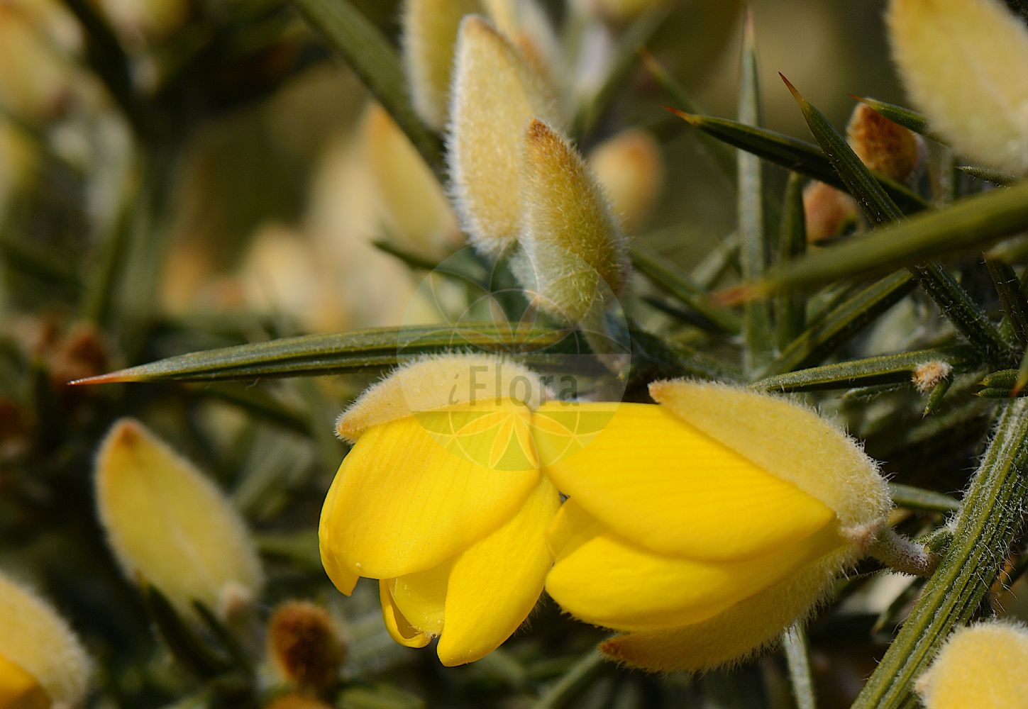 Foto von Ulex europaeus (Europäischer Stechginster - Gorse). Das Foto wurde in Mainz, Rheinland-Pfalz, Deutschland aufgenommen. ---- Photo of Ulex europaeus (Europäischer Stechginster - Gorse). The picture was taken in Mainz, Rhineland-Palatinate, Germany.(Ulex europaeus,Europäischer Stechginster,Gorse,Ulex armoricanus,Ulex compositus,Ulex europaeus,Ulex floridus,Ulex hibernicus,Ulex major,Ulex strictus,Ulex vernalis,Europaeischer Stechginster,Gaspeldorn,Gewoehnlicher Stechginster,Heckensame,Stechginster,Gorse,Common Furze,Common Gorse,Corse,Furze,Whin,Ulex,Stechginster,Gorse,Fabaceae,Schmetterlingsblütler,Pea family)
