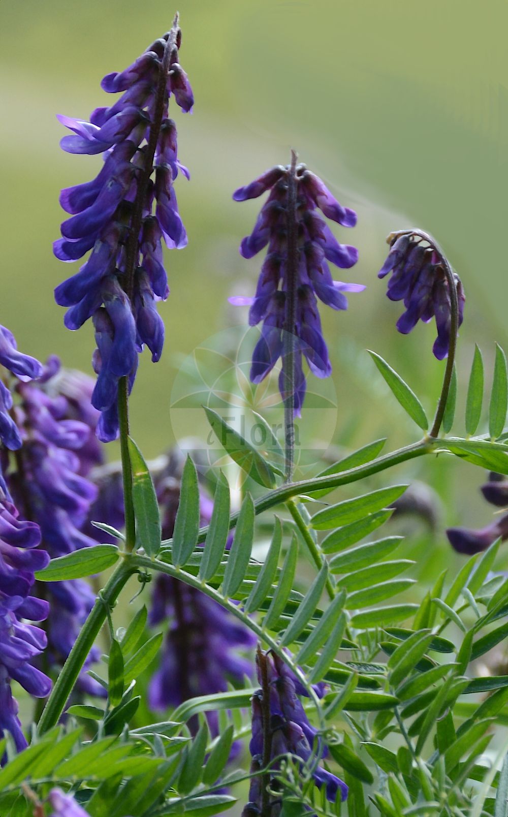 Foto von Vicia cracca (Vogel-Wicke - Tufted Vetch). Das Foto wurde in Schynige Platte, Interlaken, Bern, Schweiz aufgenommen. ---- Photo of Vicia cracca (Vogel-Wicke - Tufted Vetch). The picture was taken in Schynige Platte, Interlaken, Bern, Switzerland.(Vicia cracca,Vogel-Wicke,Tufted Vetch,Cracca major,Vicia cracca,Vicia heteropus,Vicia macrophylla,Vicia oiana,Vicia variabilis,Vogel-Wicke,Tufted Vetch,Bird Vetch,Vicia,Wicke,Vetch,Fabaceae,Schmetterlingsblütler,Pea family)