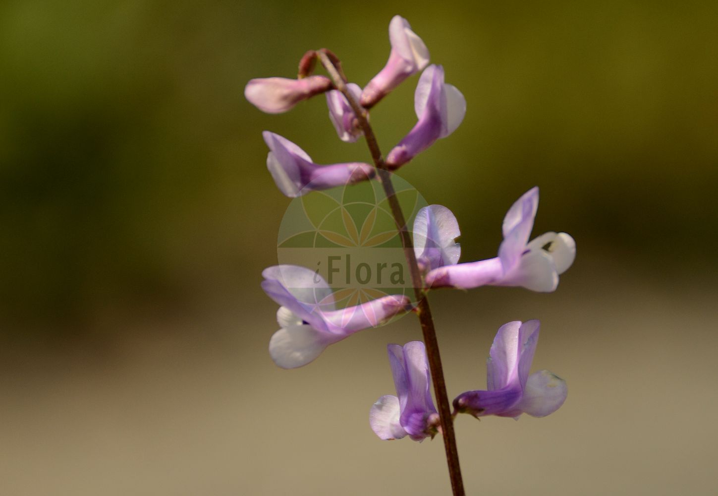 Foto von Vicia tenuifolia (Vogel-Wicke - Fine-leaved Vetch). Das Foto wurde in Lyon, Auvergne-Rhône-Alpes, Frankreich aufgenommen. ---- Photo of Vicia tenuifolia (Vogel-Wicke - Fine-leaved Vetch). The picture was taken in Lyon, Auvergne-Rhône-Alpes, France.(Vicia tenuifolia,Vogel-Wicke,Fine-leaved Vetch,Cracca tenuifolia,Vicia antiqua,Vicia boissieri,Vicia brachytropis,Vicia tenuifolia,Vicia tenuifolia subsp. boissieri,Vogel-Wicke,Feinblaettrige Vogel-Wicke,Feinblaettrige Wicke,Fine-leaved Vetch,Slender-leaved Tufted Vetch,Vicia,Wicke,Vetch,Fabaceae,Schmetterlingsblütler,Pea family)