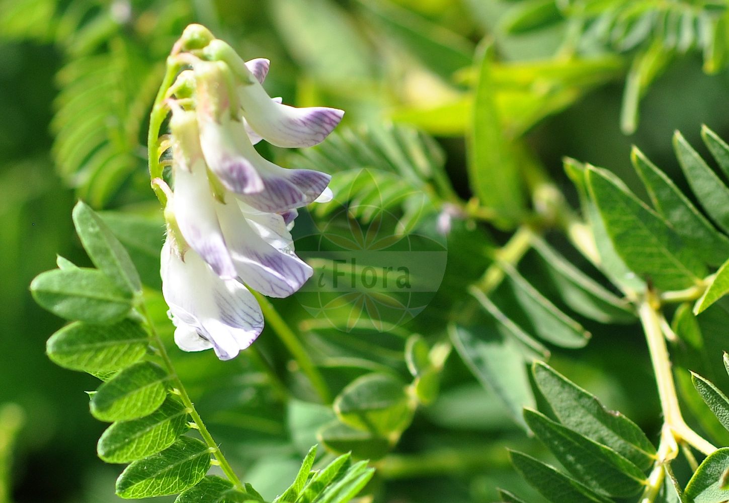 Foto von Vicia orobus (Heide-Wicke - Wood Bitter-vetch). Das Foto wurde in Frankfurt, Hessen, Deutschland aufgenommen. ---- Photo of Vicia orobus (Heide-Wicke - Wood Bitter-vetch). The picture was taken in Frankfurt, Hesse, Germany.(Vicia orobus,Heide-Wicke,Wood Bitter-vetch,Vicia orobus,Heide-Wicke,Rankenlose Wicke,Wood Bitter-vetch,Bitter Vetch,Upright Vetch,Vicia,Wicke,Vetch,Fabaceae,Schmetterlingsblütler,Pea family)