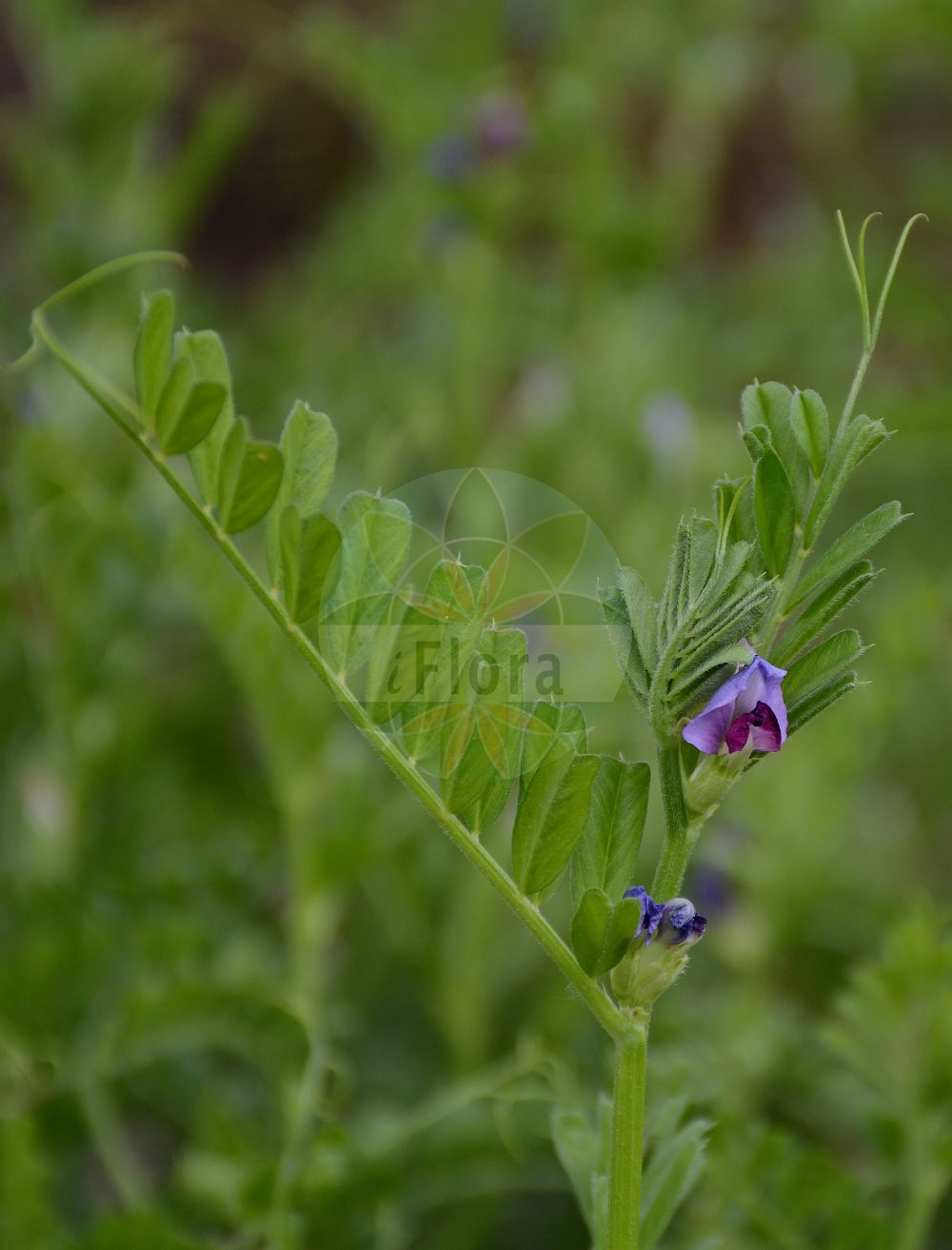 Foto von Vicia sativa (Saatwicke - Common Vetch). Das Foto wurde in Berlin, Deutschland aufgenommen. ---- Photo of Vicia sativa (Saatwicke - Common Vetch). The picture was taken in Berlin, Germany.(Vicia sativa,Saatwicke,Common Vetch,Vicia bacla,Vicia communis,Vicia cornigera,Vicia cosentini,Vicia erythosperma,Vicia glabra,Vicia intermedia,Vicia leucosperma,Vicia melanosperma,Vicia morisiana,Vicia nemoralis,Vicia notota,Vicia pallida,Vicia pimpinelloides,Vicia sativa,Vicia terana,Saatwicke,Acker-Saat-Wicke,Acker-Schmalblatt-Wicke,Futterwicke,Futter-Wicke,Saat-Wicke,Common Vetch,Broad-leaved Purple Vetch,Garden Vetch,Summer Vetch,Vicia,Wicke,Vetch,Fabaceae,Schmetterlingsblütler,Pea family)