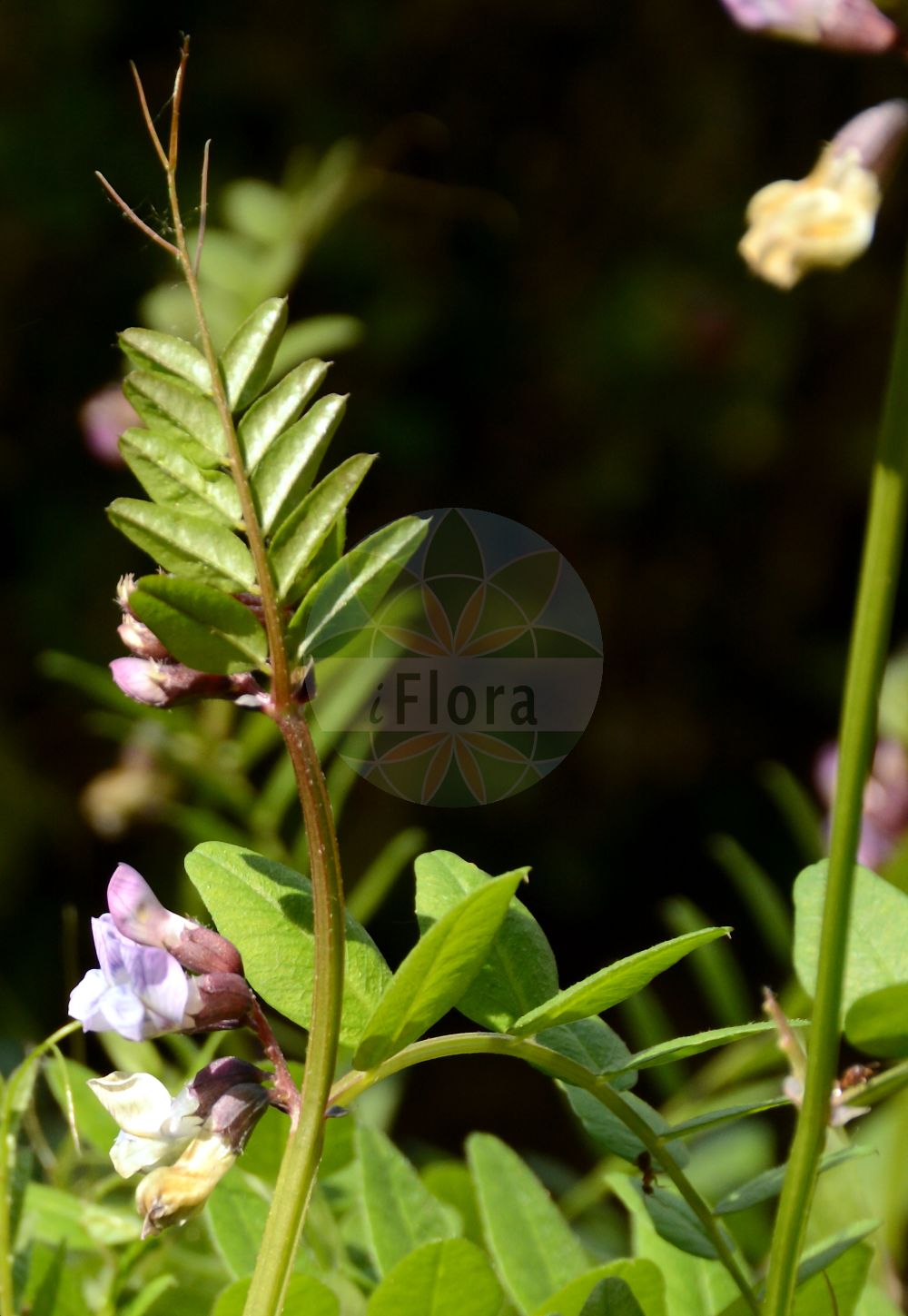 Foto von Vicia sepium (Zaun-Wicke - Bush Vetch). Das Foto wurde in Dijon, Burgund, Frankreich aufgenommen. ---- Photo of Vicia sepium (Zaun-Wicke - Bush Vetch). The picture was taken in Dijon, Burgundy, France.(Vicia sepium,Zaun-Wicke,Bush Vetch,Vicia basilei,Vicia sepium,Zaun-Wicke,Bush Vetch,Hedge Vetch,Wood Vetch,Vicia,Wicke,Vetch,Fabaceae,Schmetterlingsblütler,Pea family)