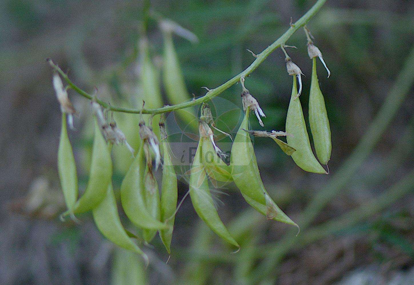 Foto von Astragalus alpinus (Alpen-Tragant - Alpine Milk-vetch). Das Foto wurde in Bormio, Lombardia, Italien, Alpen aufgenommen. ---- Photo of Astragalus alpinus (Alpen-Tragant - Alpine Milk-vetch). The picture was taken in Bormio, Lombardia, Italy, Alps.(Astragalus alpinus,Alpen-Tragant,Alpine Milk-vetch,Astragalus alpinus,Alpen-Tragant,Alpine Milk-vetch,Astragalus,Tragant,Milkvetch,Fabaceae,Schmetterlingsblütler,Pea family)