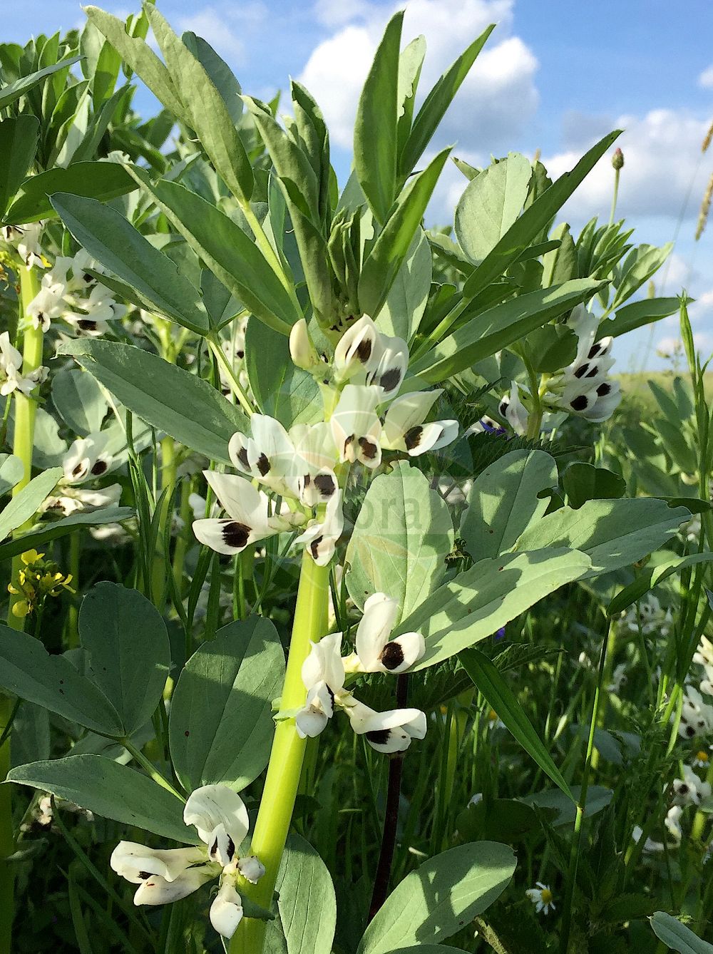 Foto von Vicia faba (Acker-Bohne - Broad Bean). Das Foto wurde in Hessen, Deutschland, Oberrheinisches Tiefland und Rhein-Main-Ebene, Untermainebene aufgenommen. ---- Photo of Vicia faba (Acker-Bohne - Broad Bean). The picture was taken in Hesse, Germany, Oberrheinisches Tiefland and Rhein-Main-Ebene, Untermainebene.(Vicia faba,Acker-Bohne,Broad Bean,Faba bona,Faba equina,Faba faba,Faba major,Faba minor,Faba sativa,Faba vulgaris,Orobus faba,Vicia esculenta,Vicia faba,Vicia vulgaris,Acker-Bohne,Broad Bean,Horsebean,Faba Bean,Vicia,Wicke,Vetch,Fabaceae,Schmetterlingsblütler,Pea family)