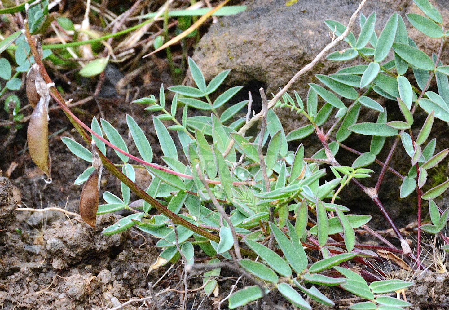 Foto von Astragalus australis (Südlicher Tragant - Southern Milk Vetch). Das Foto wurde in Schynige Platte, Interlaken, Bern, Schweiz aufgenommen. ---- Photo of Astragalus australis (Südlicher Tragant - Southern Milk Vetch). The picture was taken in Schynige Platte, Interlaken, Bern, Switzerland.(Astragalus australis,Südlicher Tragant,Southern Milk Vetch,Astragalus australis,Astragalus gerardii,Astragalus helveticus,Astragalus krajinae,Colutea australis,Colutea glabra,Phaca australis,Phaca gerardii,Phaca glabra,Phaca halleri,Suedlicher Tragant,Schweizer Tragant,Southern Milk Vetch,Indian Milkvetch,Astragalus,Tragant,Milkvetch,Fabaceae,Schmetterlingsblütler,Pea family)