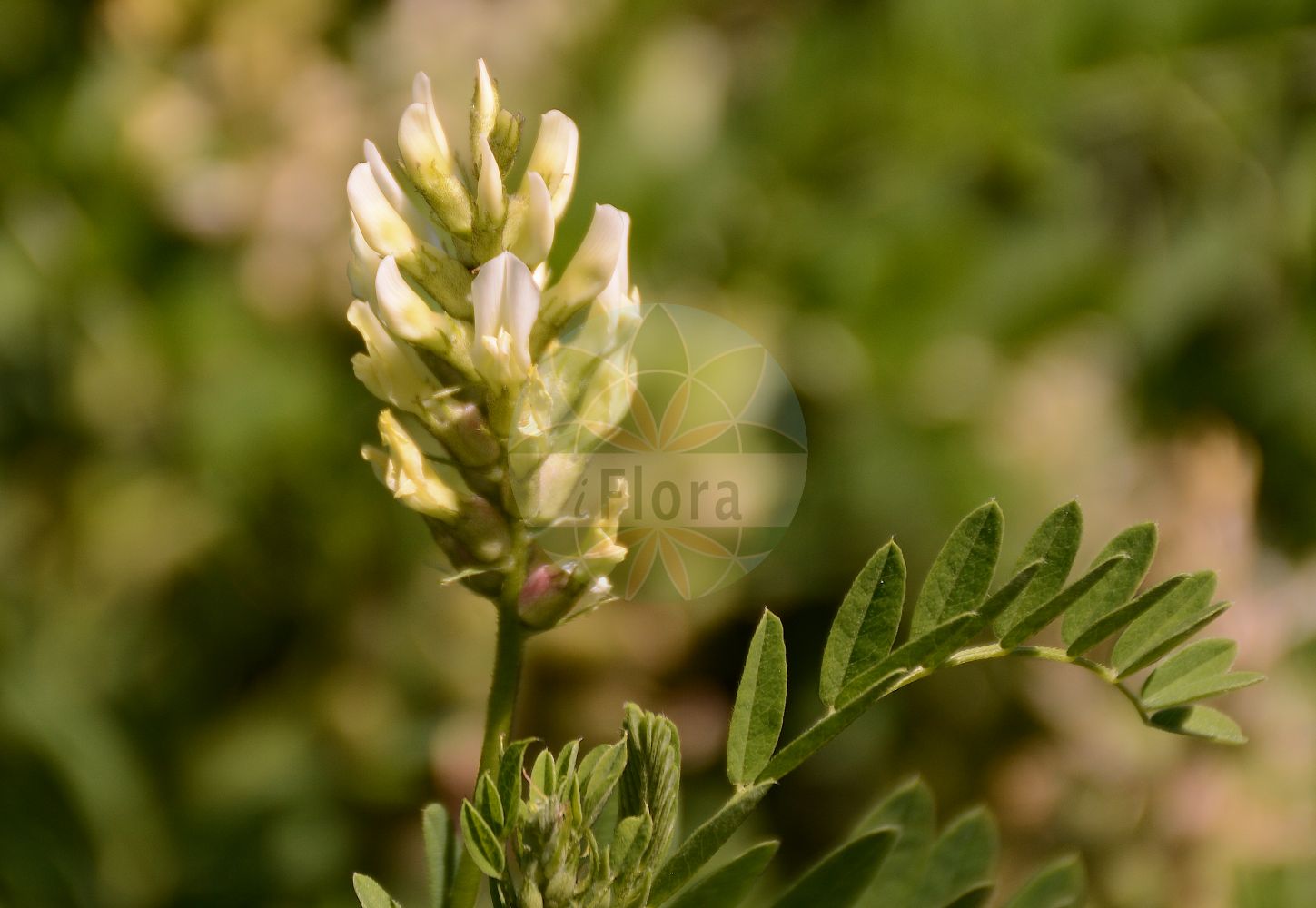 Foto von Astragalus cicer (Kicher-Tragant - Chick-pea Milk-Vetch). Das Foto wurde in Mainz, Rheinland-Pfalz, Deutschland aufgenommen. ---- Photo of Astragalus cicer (Kicher-Tragant - Chick-pea Milk-Vetch). The picture was taken in Mainz, Rhineland-Palatinate, Germany.(Astragalus cicer,Kicher-Tragant,Chick-pea Milk-Vetch,Astragalus cicer,Astragalus microphyllus,Astragalus mucronatus,Astragalus pseudo-cicer,Astragalus vesicarius,Cystium cicer,Glaux astragaloides,Tragacantha cicer,Kicher-Tragant,Chick-pea Milk-Vetch,Cicer Milkvetch,Mountain Chick Pea,Wild Lentil,Astragalus,Tragant,Milkvetch,Fabaceae,Schmetterlingsblütler,Pea family)