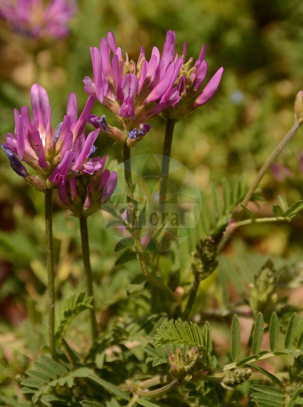 Foto von Astragalus onobrychis (Esparsetten-Tragant). Das Foto wurde in Jardin des Plantes, Paris, Frankreich aufgenommen. ---- Photo of Astragalus onobrychis (Esparsetten-Tragant). The picture was taken in Jardin des Plantes, Paris, France.(Astragalus onobrychis,Esparsetten-Tragant,Astragalus borysthenicus,Astragalus chlorocarpus,Astragalus circassicus,Astragalus dacicus,Astragalus linearifolius,Astragalus onobrychis,Astragalus pancicii,Astragalus psedonobrychis,Astragalus rochelianus,Astragalus skorpilii,Astragalus sofianus,Astragalus trichocarpus,Astragalus troizkii,Astragalus varnensis,Tragacantha onobrychis,Esparsetten-Tragant,Astragalus,Tragant,Milkvetch,Fabaceae,Schmetterlingsblütler,Pea family)