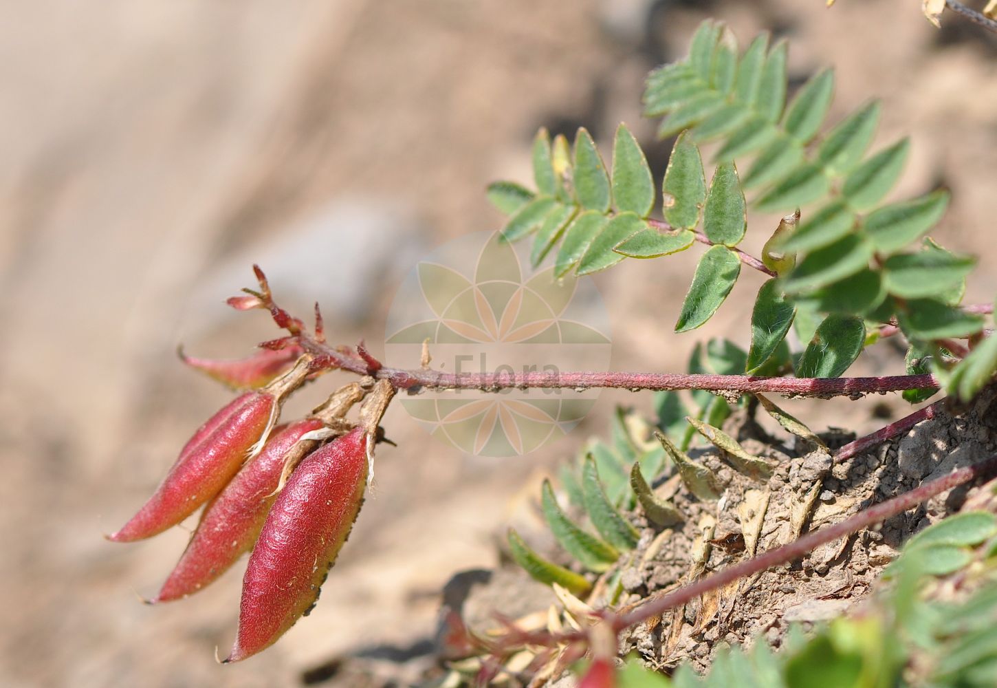 Foto von Astragalus penduliflorus (Blasen-Tragant - Mountain Lentil). Das Foto wurde in Kleinwalsertal, Mittelberg, Vorarlberg, Österreich, Alpen aufgenommen. ---- Photo of Astragalus penduliflorus (Blasen-Tragant - Mountain Lentil). The picture was taken in Kleinwalsertal, Mittelberg, Vorarlberg, Austria, Alps.(Astragalus penduliflorus,Blasen-Tragant,Mountain Lentil,Astragalus penduliflorus,Colutea alpina,Phaca penduliflora,Blasen-Tragant,Alpenlinse,Haengeblueten-Tragant,Haengebluetiger Tragant,Mountain Lentil,Astragalus,Tragant,Milkvetch,Fabaceae,Schmetterlingsblütler,Pea family)