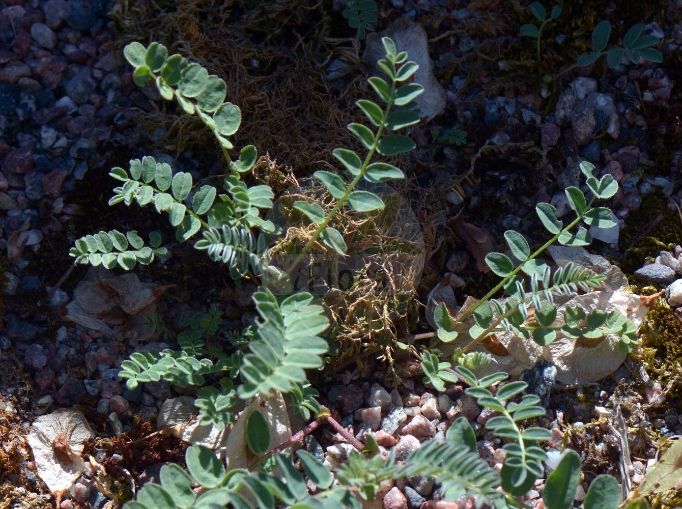 Foto von Astragalus norvegicus. Das Foto wurde in Uppsala, Schweden aufgenommen. ---- Photo of Astragalus norvegicus. The picture was taken in Uppsala, Sweden.(Astragalus norvegicus,Astragalus giganteus,Astragalus norvegicus,Astragalus oroboides,Tragacantha lapponica,Astragalus,Tragant,Milkvetch,Fabaceae,Schmetterlingsblütler,Pea family)