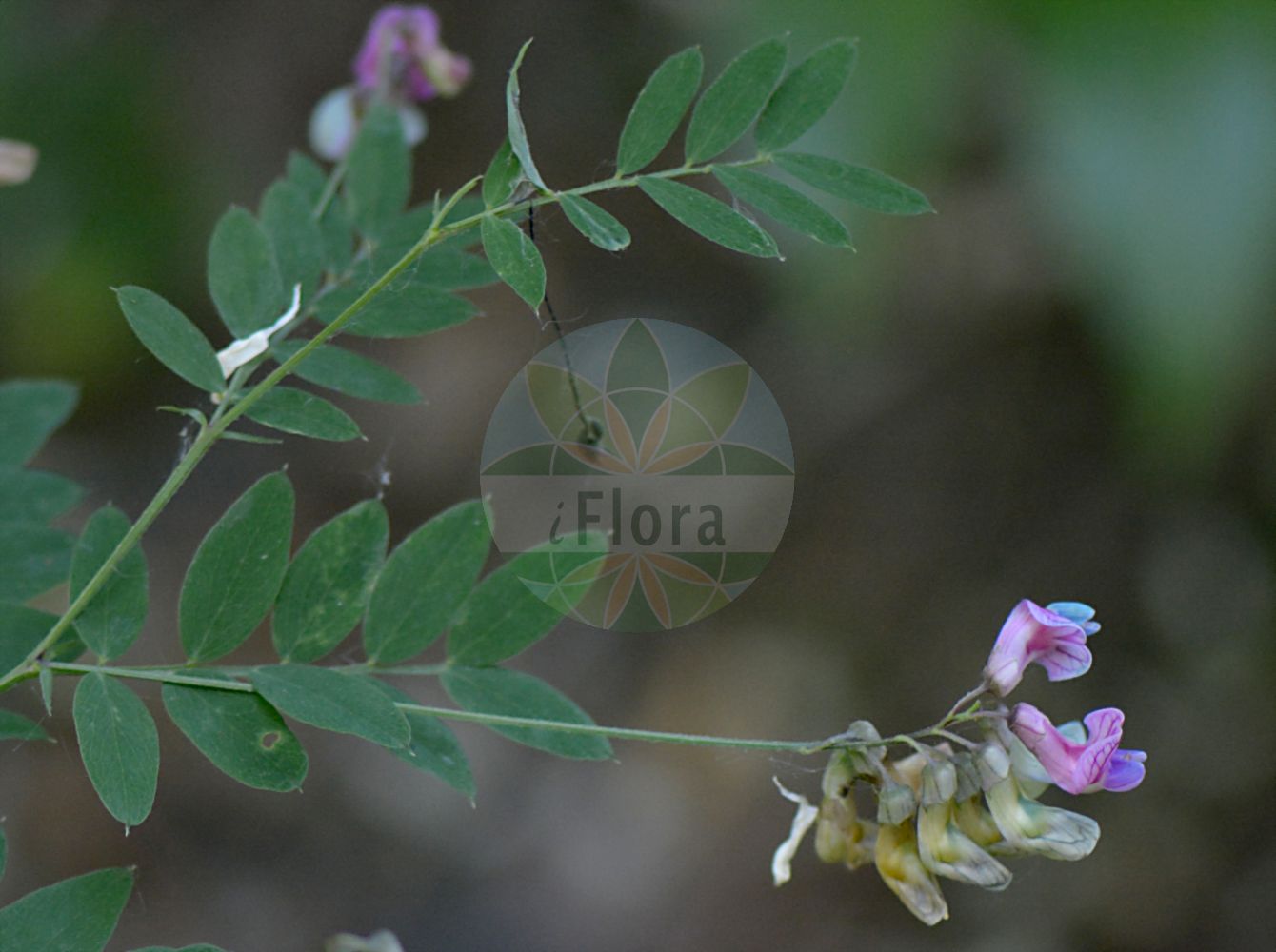 Foto von Vicia cassubica (Kassuben-Wicke - Danzig Vetch). Das Foto wurde in Leipzig, Sachsen, Deutschland aufgenommen. ---- Photo of Vicia cassubica (Kassuben-Wicke - Danzig Vetch). The picture was taken in Leipzig, Sachsen, Germany.(Vicia cassubica,Kassuben-Wicke,Danzig Vetch,Ervum cassubicum,Vicia cassubica,Vicia monosperma,Kassuben-Wicke,Kaschuben-Wicke,Danzig Vetch,Kashubian Vetch,Vicia,Wicke,Vetch,Fabaceae,Schmetterlingsblütler,Pea family)