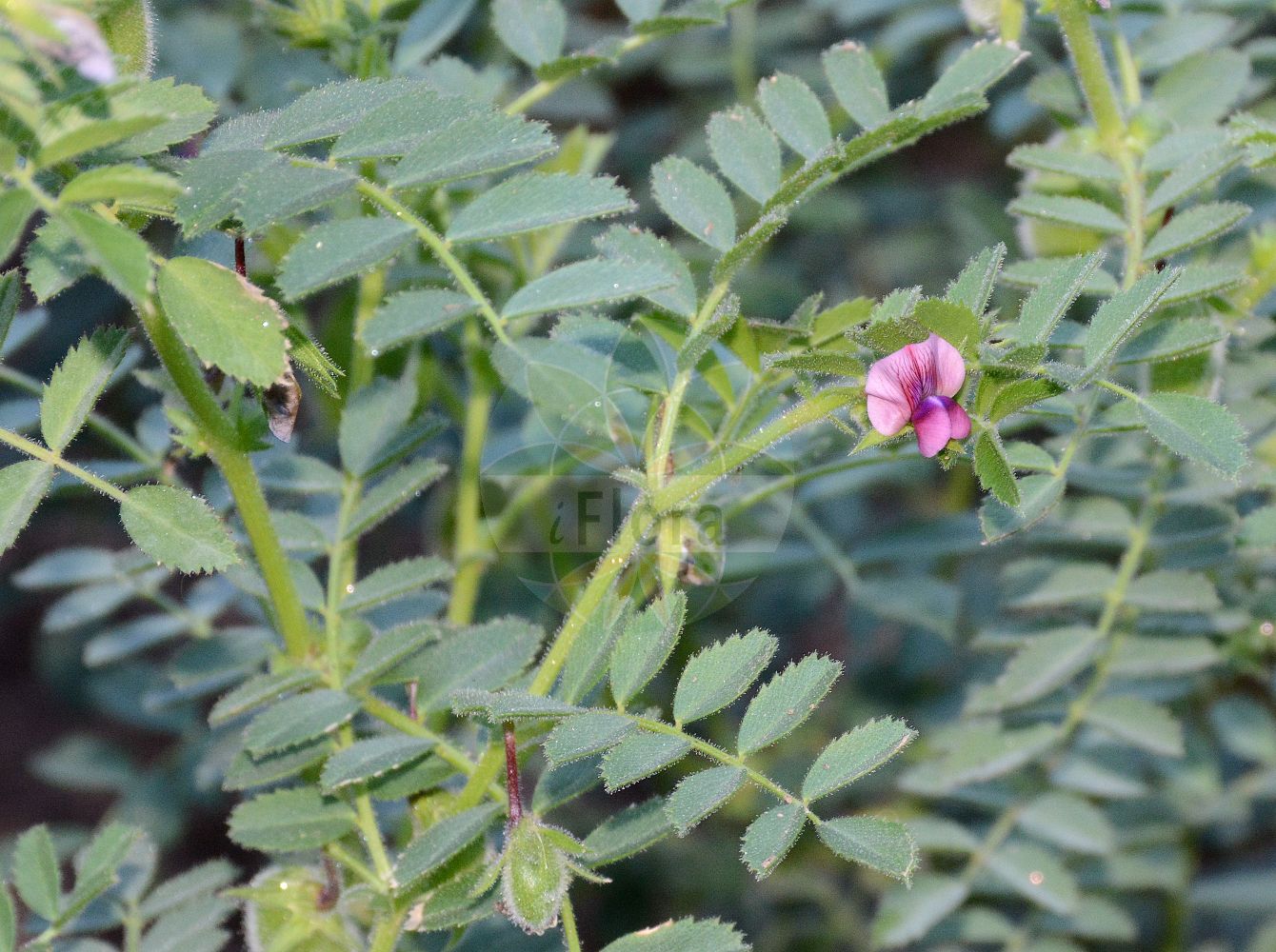 Foto von Cicer arietinum (Chick Pea). Das Foto wurde in Mainz, Rheinland-Pfalz, Deutschland aufgenommen. ---- Photo of Cicer arietinum (Chick Pea). The picture was taken in Mainz, Rhineland-Palatinate, Germany.(Cicer arietinum,Chick Pea,Cicer album,Cicer arietinum,Cicer edessanum,Cicer grossum,Cicer nigrum,Cicer physodes,Cicer rotundum,Cicer sativum,Cicer sintenisii,Ononis crotalarioides,Cicer,Fabaceae,Schmetterlingsblütler,Pea family)