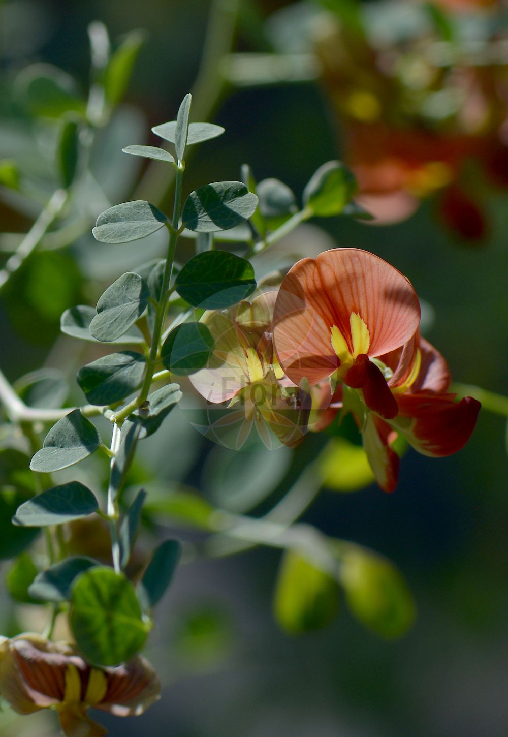 Foto von Colutea orientalis (Östlicher Blasenstrauch - Oriental Bladder Senna). Das Foto wurde in Göteborg, Schweden aufgenommen. ---- Photo of Colutea orientalis (Östlicher Blasenstrauch - Oriental Bladder Senna). The picture was taken in Gothenburg, Sweden.(Colutea orientalis,Östlicher Blasenstrauch,Oriental Bladder Senna,Colutea aperta,Colutea cruenta,Colutea orientalis,Colutea purpurea,Colutea sanguinea,Östlicher Blasenstrauch,Oriental Bladder Senna,Colutea,Blasenstrauch,Fabaceae,Schmetterlingsblütler,Pea family)