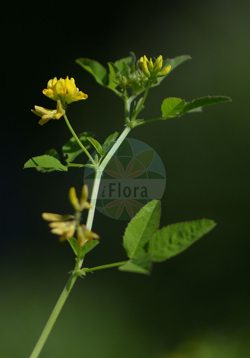 Foto von Medicago carstiensis. Das Foto wurde in Kopenhagen, Dänemark aufgenommen. ---- Photo of Medicago carstiensis. The picture was taken in Copenhagen, Denmark.(Medicago carstiensis,Medicago carstiensis,Medicago,Schneckenklee,Alfalfa,Fabaceae,Schmetterlingsblütler,Pea family)