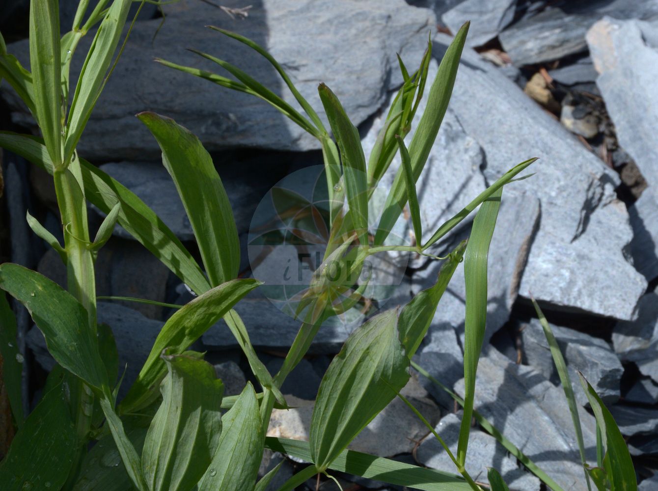 Foto von Lathyrus heterophyllus (Verschiedenblättrige Platterbse - Norfolk Everlasting-pea). Das Foto wurde in Station Alpine Joseph Fourier, Col du Lautaret, Auvergne-Rhône-Alpes, Frankreich aufgenommen. ---- Photo of Lathyrus heterophyllus (Verschiedenblättrige Platterbse - Norfolk Everlasting-pea). The picture was taken in Station Alpine Joseph Fourier, Col du Lautaret, Auvergne-Rhône-Alpes, France.(Lathyrus heterophyllus,Verschiedenblättrige Platterbse,Norfolk Everlasting-pea,Lathyrus heterophyllus,Verschiedenblaettrige Platterbse,Norfolk Everlasting-pea,Various-leaved Everlasting Pea,Lathyrus,Platterbse,Pea,Fabaceae,Schmetterlingsblütler,Pea family)