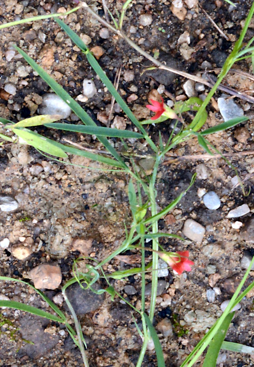 Foto von Lathyrus sphaericus. Das Foto wurde in München, Bayern, Deutschland aufgenommen. ---- Photo of Lathyrus sphaericus. The picture was taken in Munich, Bavaria, Germany.(Lathyrus sphaericus,Lathyrus coccineus,Lathyrus sphaericus,Lathyrus viciodes,Orobus sphaericus,Lathyrus,Platterbse,Pea,Fabaceae,Schmetterlingsblütler,Pea family)