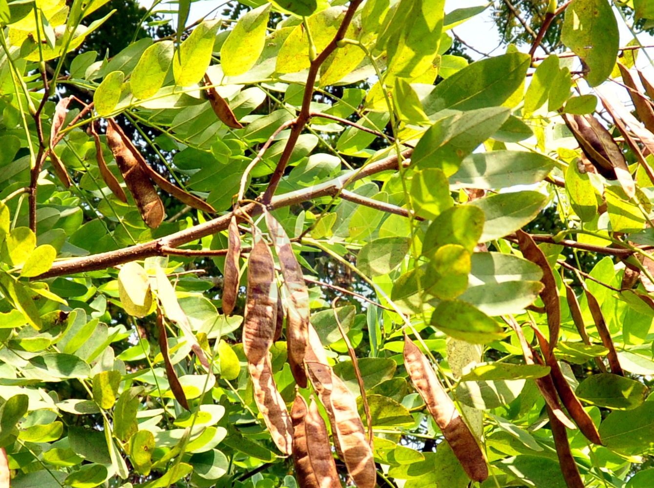 Foto von Robinia viscosa. Das Foto wurde in Eschborn, Hessen, Deutschland aufgenommen. ---- Photo of Robinia viscosa. The picture was taken in Eschborn, Hesse, Germany.(Robinia viscosa,Robinia glutinosa,Robinia viscosa,Robinia,Robinie,Locust,Fabaceae,Schmetterlingsblütler,Pea family)