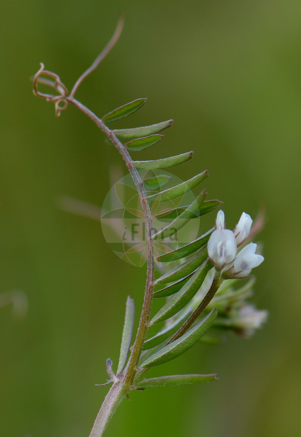 Foto von Vicia hirsuta (Behaarte Wicke - Hairy Tare). Das Foto wurde in Wetteraukreis, Hessen, Deutschland, Wetterau und Gießener Becken aufgenommen. ---- Photo of Vicia hirsuta (Behaarte Wicke - Hairy Tare). The picture was taken in Wetterau district, Hesse, Germany, Wetterau and Giessener Becken.(Vicia hirsuta,Behaarte Wicke,Hairy Tare,Cracca hirsuta,Cracca minor,Endiusa hirsuta,Ervilia hirsuta,Ervilia vulgaris,Ervum filiforme,Ervum hirsutum,Vicia coreana,Vicia hirsuta,Vicia mitchellii,Vicia parviflora,Vicia taquetii,Vicioides hirsuta,Behaarte Wicke,Zitter-Wicke,Hairy Tare,Common Hairy Tare,Hairy Vetch,Tiny Vetch,Tyne Grass,Vicia,Wicke,Vetch,Fabaceae,Schmetterlingsblütler,Pea family)