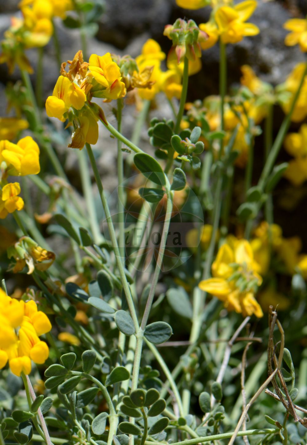 Foto von Coronilla minima. Das Foto wurde in Leipzig, Sachsen, Deutschland aufgenommen. ---- Photo of Coronilla minima. The picture was taken in Leipzig, Sachsen, Germany.(Coronilla minima,Coronilla minima,Coronilla,Kronwicke,Crown Vetch,Fabaceae,Schmetterlingsblütler,Pea family)