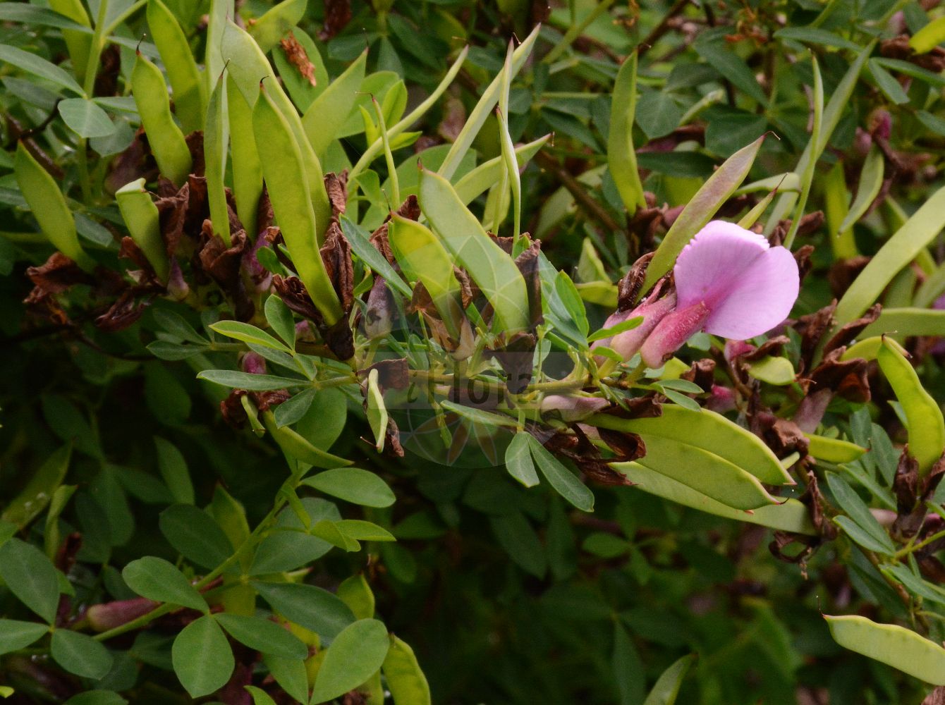 Foto von Cytisus purpureus. Das Foto wurde in Dresden, Sachsen, Deutschland aufgenommen. ---- Photo of Cytisus purpureus. The picture was taken in Dresden, Sachsen, Germany.(Cytisus purpureus,Chamaecytisus purpureus,Cytisus purpureus,Cytisus,Geißklee,Broom,Fabaceae,Schmetterlingsblütler,Pea family)