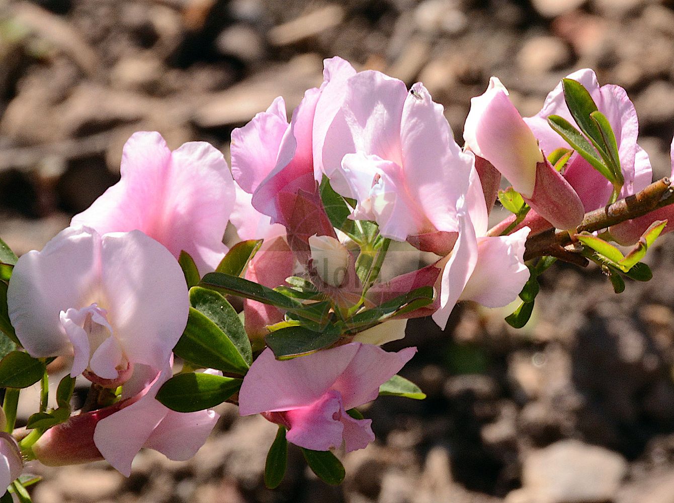 Foto von Cytisus purpureus. Das Foto wurde in Bonn, Nordrhein-Westfalen, Deutschland aufgenommen. ---- Photo of Cytisus purpureus. The picture was taken in Bonn, North Rhine-Westphalia, Germany.(Cytisus purpureus,Chamaecytisus purpureus,Cytisus purpureus,Cytisus,Geißklee,Broom,Fabaceae,Schmetterlingsblütler,Pea family)