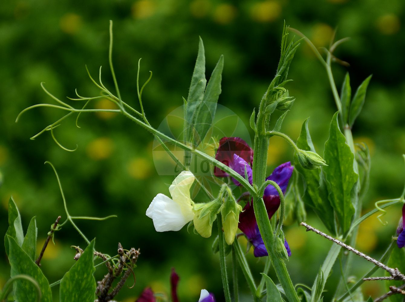 Foto von Lathyrus odoratus. Das Foto wurde in Dresden, Sachsen, Deutschland aufgenommen. ---- Photo of Lathyrus odoratus. The picture was taken in Dresden, Sachsen, Germany.(Lathyrus odoratus,Lathyrus odoratus,Lathyrus,Platterbse,Pea,Fabaceae,Schmetterlingsblütler,Pea family)