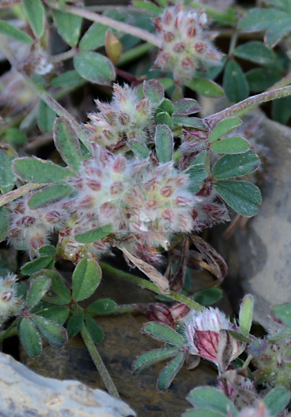 Foto von Trifolium saxatile. Das Foto wurde in Schynige Platte, Interlaken, Bern, Schweiz aufgenommen. ---- Photo of Trifolium saxatile. The picture was taken in Schynige Platte, Interlaken, Bern, Switzerland.(Trifolium saxatile,Trifolium saxatile,Trifolium,Klee,Clover,Fabaceae,Schmetterlingsblütler,Pea family)