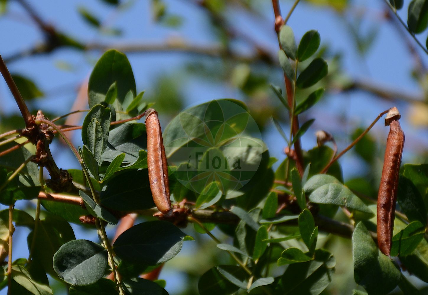 Foto von Caragana arborescens (Gewöhnlicher Erbsenstrauch - Siberian Pea-tree). Das Foto wurde in Osnabrück, Niedersachsen, Deutschland aufgenommen. ---- Photo of Caragana arborescens (Gewöhnlicher Erbsenstrauch - Siberian Pea-tree). The picture was taken in Osnabrueck, Lower Saxony, Germany.(Caragana arborescens,Gewöhnlicher Erbsenstrauch,Siberian Pea-tree,Aspalathus arborescens,Asphalathus caragana,Caragana arborescens,Caragana inermis,Caragana sibirica,Robinia caragana,Gewoehnlicher Erbsenstrauch,Siberian Pea-tree,Pea Tree,Siberian Peashrub,Caragana,Erbsenstrauch,Peashrub,Fabaceae,Schmetterlingsblütler,Pea family)