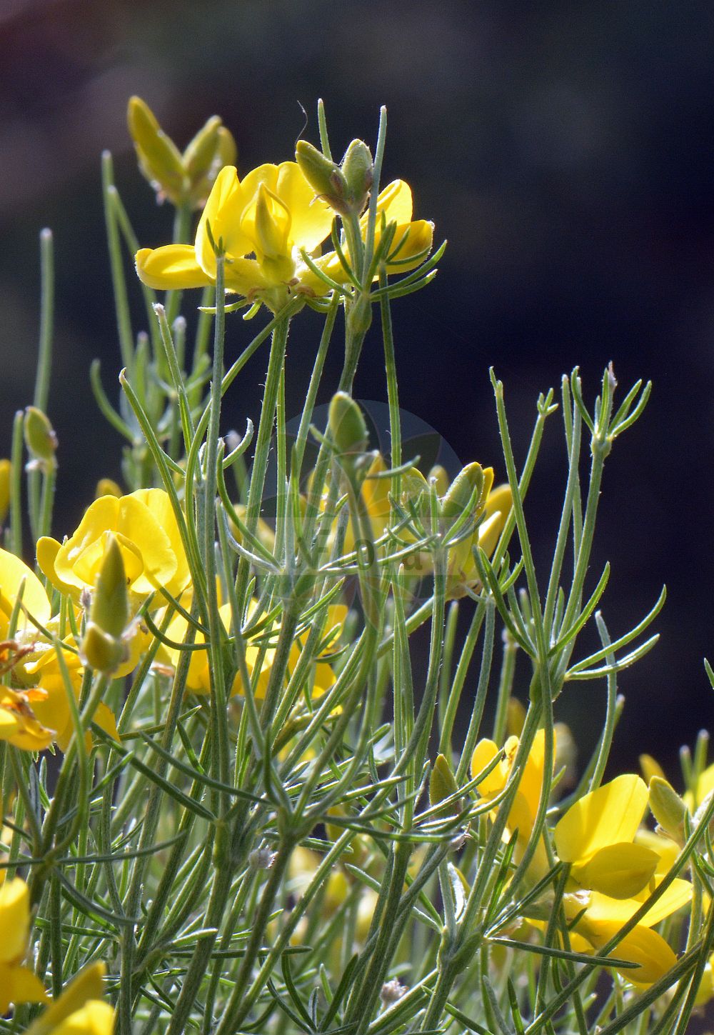 Foto von Genista radiata. Das Foto wurde in Bormio, Lombardia, Italien aufgenommen. ---- Photo of Genista radiata. The picture was taken in Bormio, Lombardia, Italy.(Genista radiata,Cytisanthus radiatus,Cytisus radiatus,Genista radiata,Genista,Ginster,Broom,Fabaceae,Schmetterlingsblütler,Pea family)