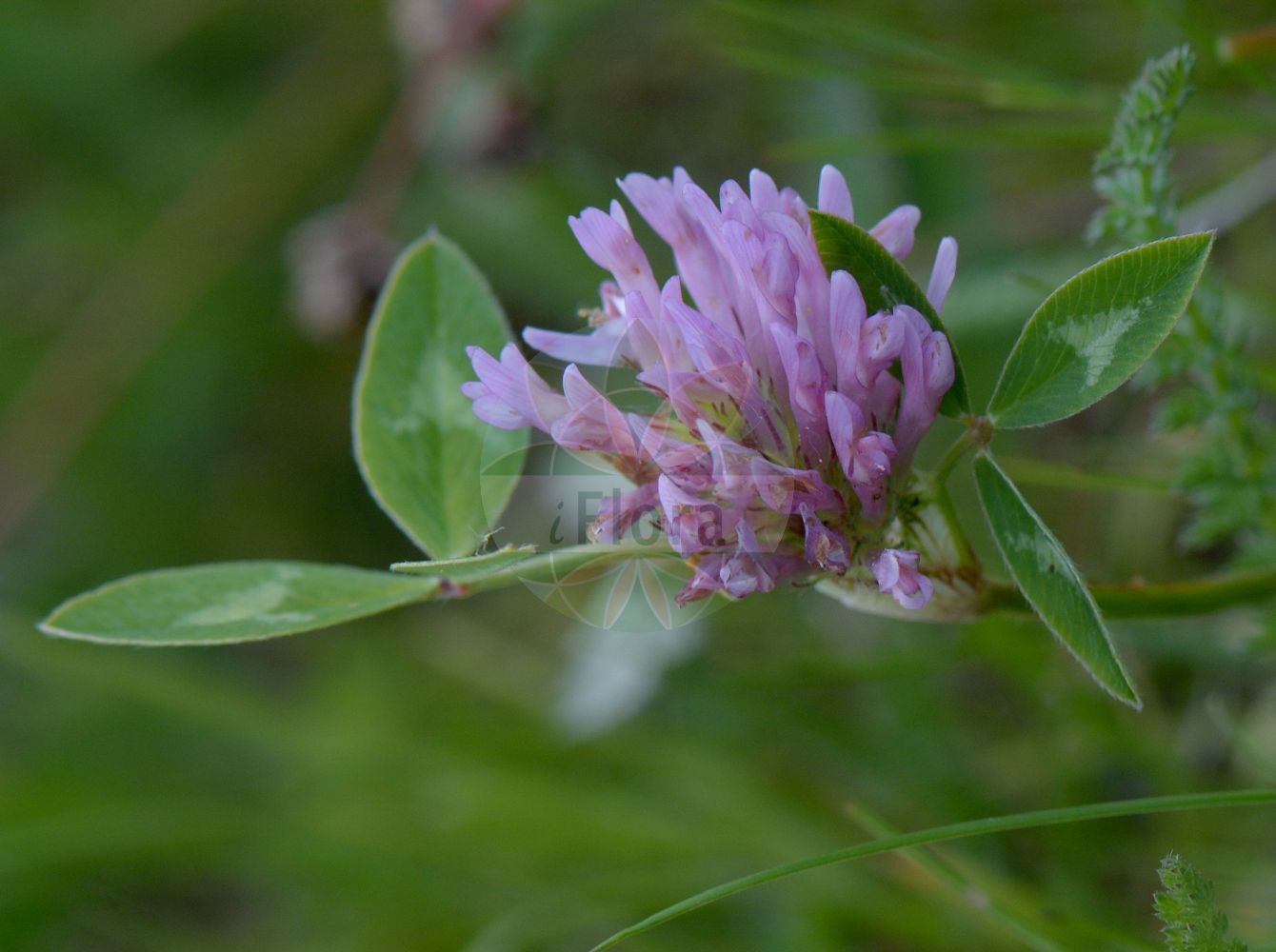 Foto von Trifolium striatum (Gestreifter Klee - Knotted Clover). Das Foto wurde in Wetteraukreis, Hessen, Deutschland, Wetterau und Gießener Becken aufgenommen. ---- Photo of Trifolium striatum (Gestreifter Klee - Knotted Clover). The picture was taken in Wetterau district, Hesse, Germany, Wetterau and Giessener Becken.(Trifolium striatum,Gestreifter Klee,Knotted Clover,Trifolium incanum,Trifolium striatum,Trifolium tenuiflorum,Gestreifter Klee,Gestreifthuelliger Klee,Knotted Clover,Soft Trefoil,Striated Clover,Trifolium,Klee,Clover,Fabaceae,Schmetterlingsblütler,Pea family)