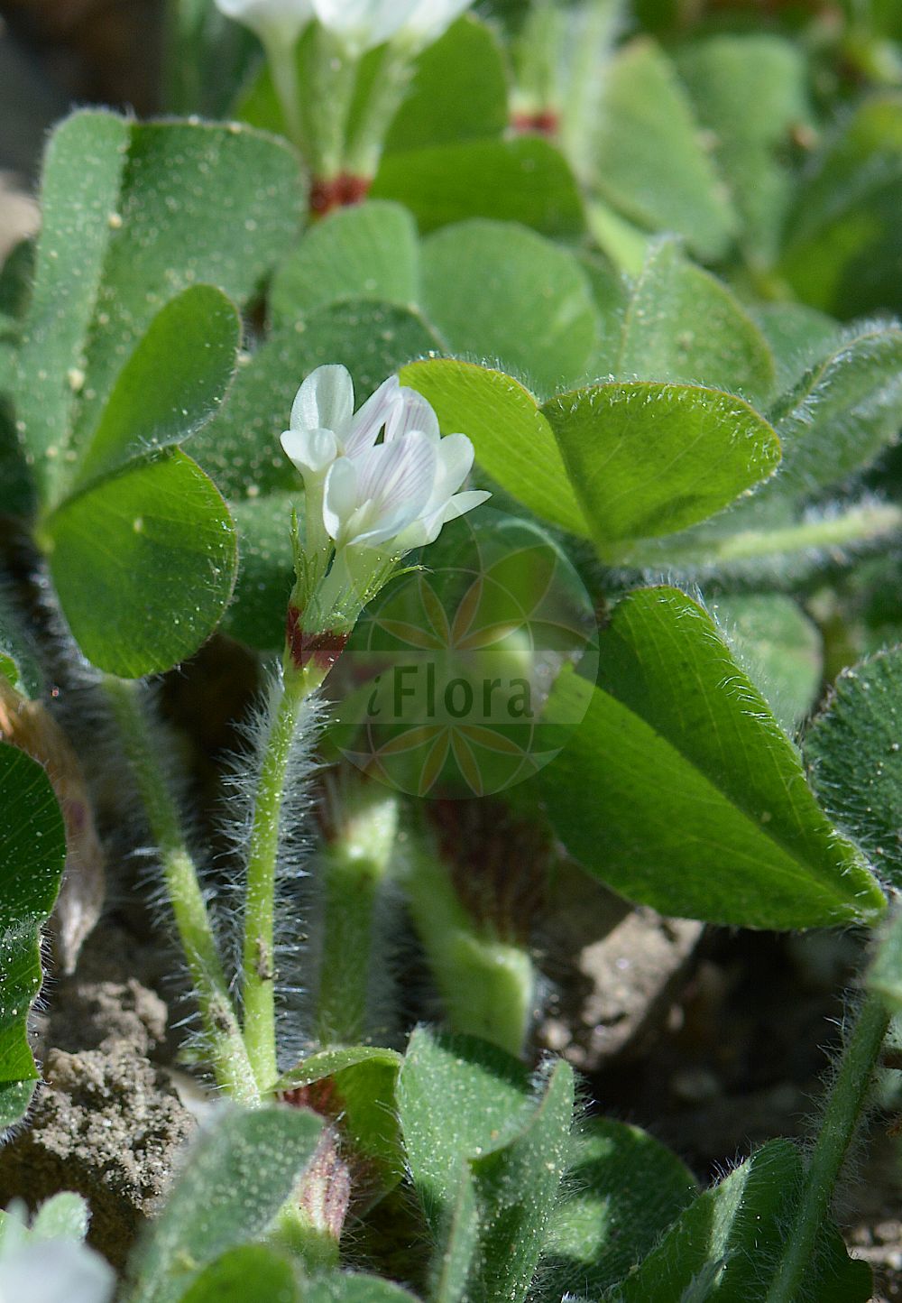 Foto von Trifolium subterraneum (Subterranean Clover). Das Foto wurde in München, Bayern, Deutschland aufgenommen. ---- Photo of Trifolium subterraneum (Subterranean Clover). The picture was taken in Munich, Bavaria, Germany.(Trifolium subterraneum,Subterranean Clover,Calycomorphum subterraneum,Trifolium subterraneum,Trifolium,Klee,Clover,Fabaceae,Schmetterlingsblütler,Pea family)