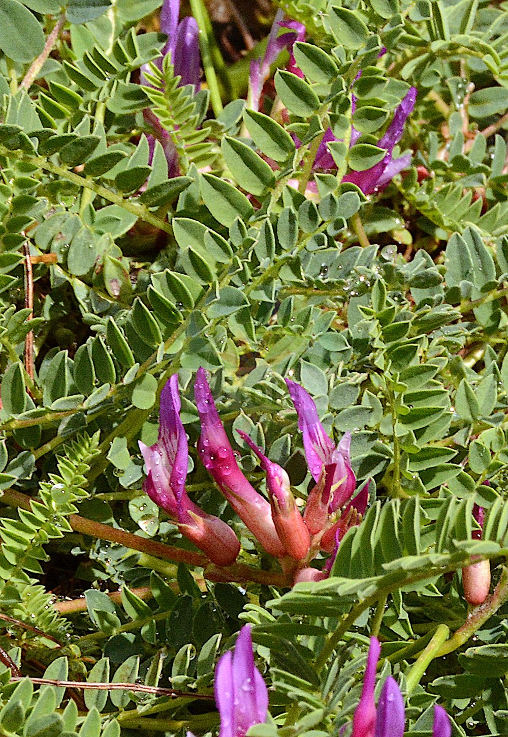 Foto von Astragalus monspessulanus. Das Foto wurde in Giessen, Hessen, Deutschland aufgenommen. ---- Photo of Astragalus monspessulanus. The picture was taken in Giessen, Hesse, Germany.(Astragalus monspessulanus,Astragalus monspessulanus,Astragalus,Tragant,Milkvetch,Fabaceae,Schmetterlingsblütler,Pea family)