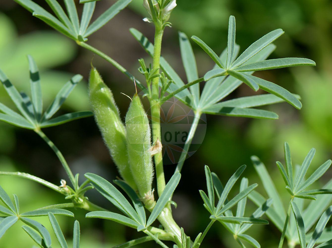Foto von Lupinus angustifolius (Blaue Lupine - Narrow-leaved Lupin). Das Foto wurde in Klagenfurt, Kärnten, Österreich aufgenommen. ---- Photo of Lupinus angustifolius (Blaue Lupine - Narrow-leaved Lupin). The picture was taken in Klagenfurt, Carinthia, Austria.(Lupinus angustifolius,Blaue Lupine,Narrow-leaved Lupin,Lupinus angustifolius,Blaue Lupine,Schmalblaettrige Lupine,Narrow-leaved Lupin,Blue Lupin,Narrowleaf Lupine,Blue Lupine,Annual Lupin,Foxtail Lupin,Lupinus,Lupine,Lupine,Fabaceae,Schmetterlingsblütler,Pea family)