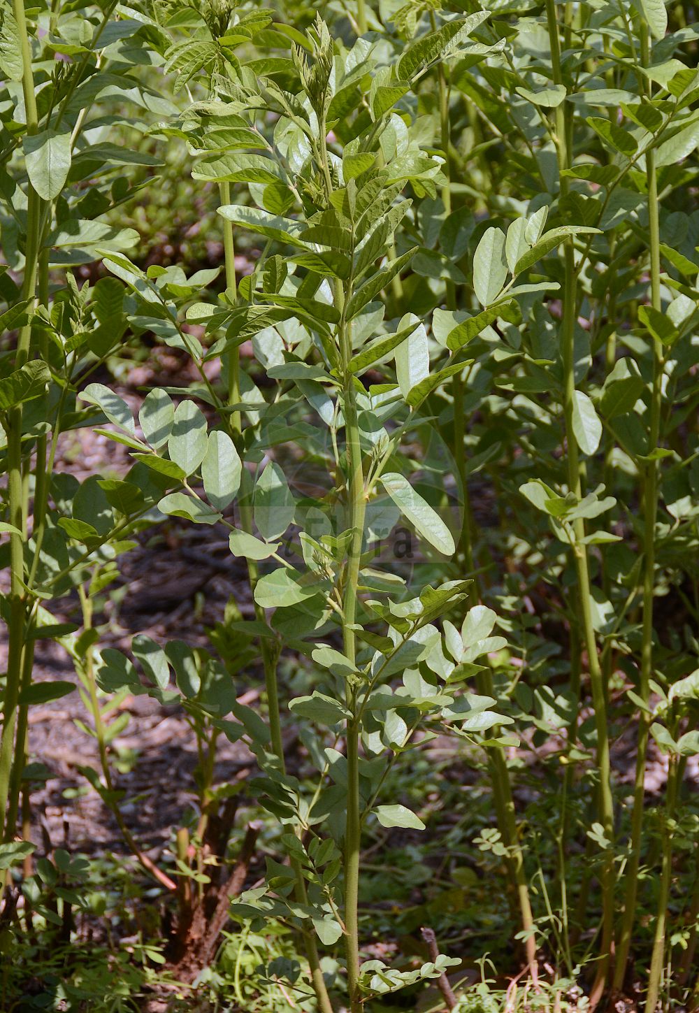 Foto von Trigonella foenum-graecum (Fenugreek). Das Foto wurde in Wien, Österreich aufgenommen. ---- Photo of Trigonella foenum-graecum (Fenugreek). The picture was taken in Vienna, Austria.(Trigonella foenum-graecum,Fenugreek,Trigonella foenum-graecum,Trigonella tibetana,Trigonella,Fabaceae,Schmetterlingsblütler,Pea family)