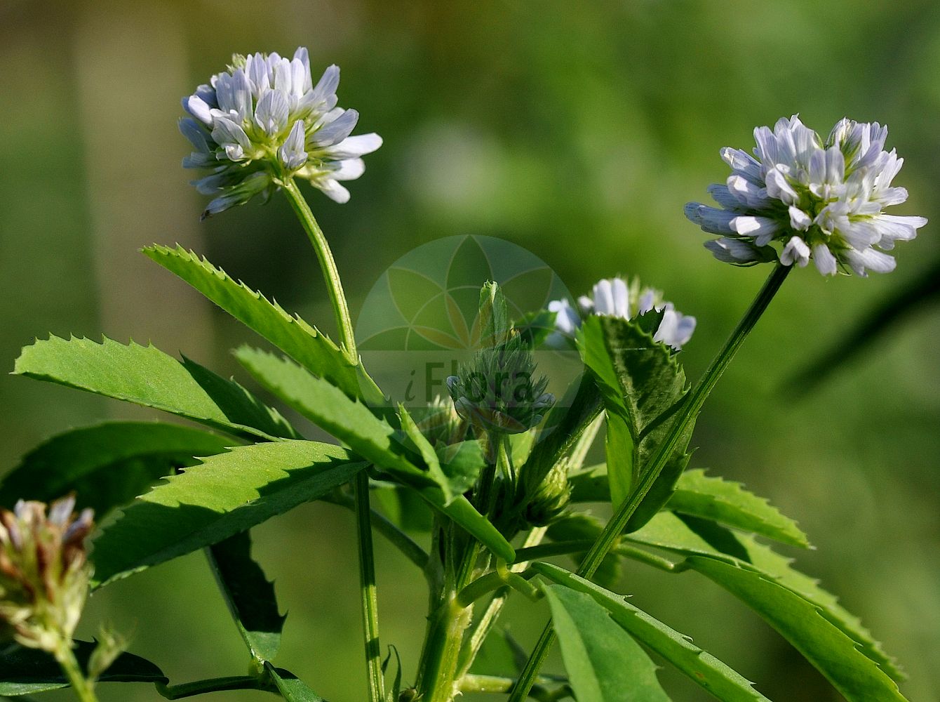 Foto von Trigonella caerulea. Das Foto wurde in Bayreuth, Bayern, Deutschland aufgenommen. ---- Photo of Trigonella caerulea. The picture was taken in Bayreuth, Bavaria, Germany.(Trigonella caerulea,Melilotus coeruleus,Trifolium caerulea,Trifolium caeruleum,Trigonella caerulea,Trigonella melilotus-coerulea,Trigonella,Fabaceae,Schmetterlingsblütler,Pea family)