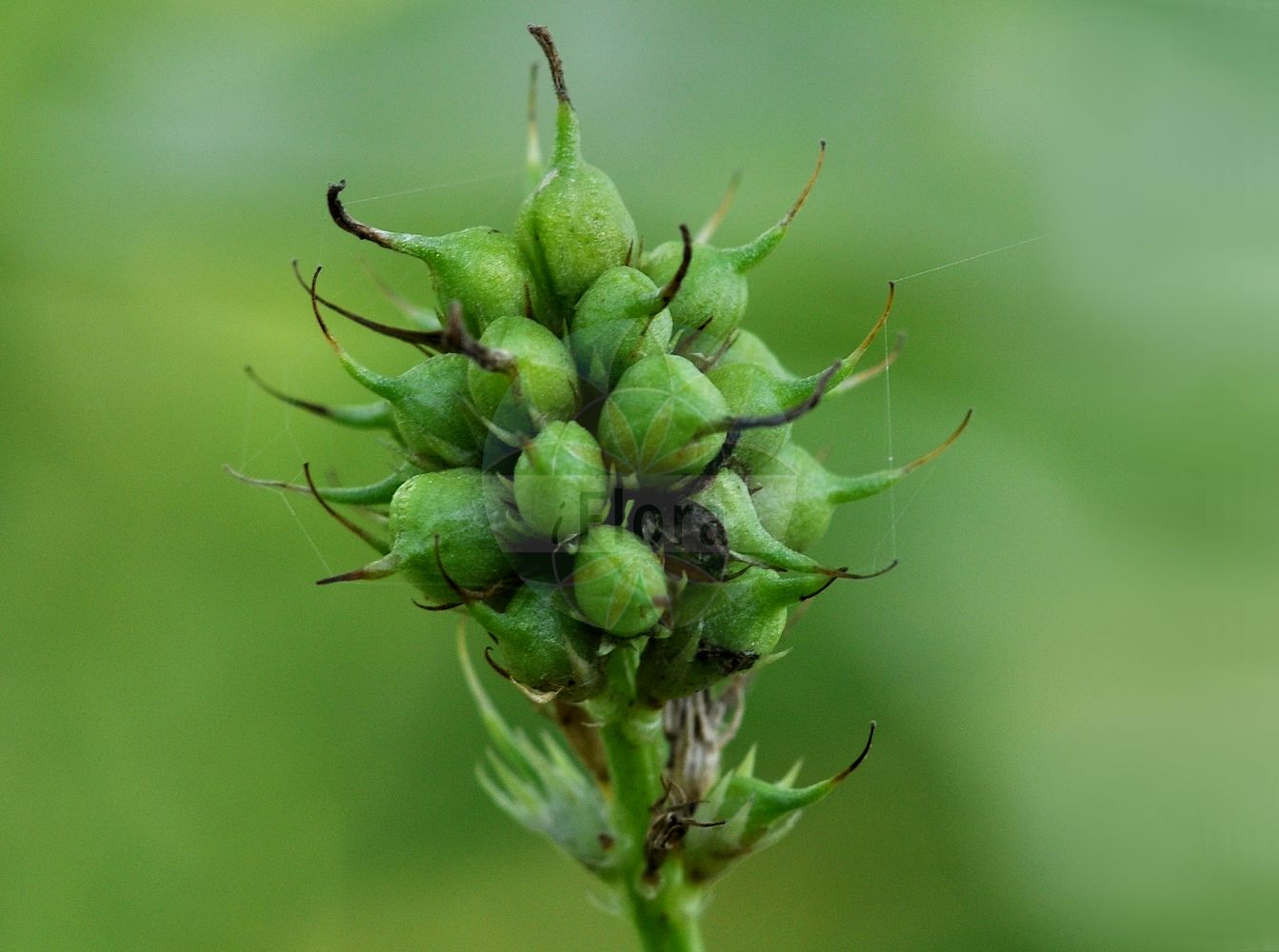 Foto von Trigonella caerulea. Das Foto wurde in Bayreuth, Bayern, Deutschland aufgenommen. ---- Photo of Trigonella caerulea. The picture was taken in Bayreuth, Bavaria, Germany.(Trigonella caerulea,Melilotus coeruleus,Trifolium caerulea,Trifolium caeruleum,Trigonella caerulea,Trigonella melilotus-coerulea,Trigonella,Fabaceae,Schmetterlingsblütler,Pea family)